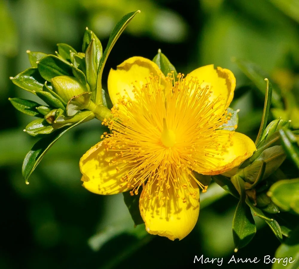 St. Johns Wort (Hypericum perforatum)