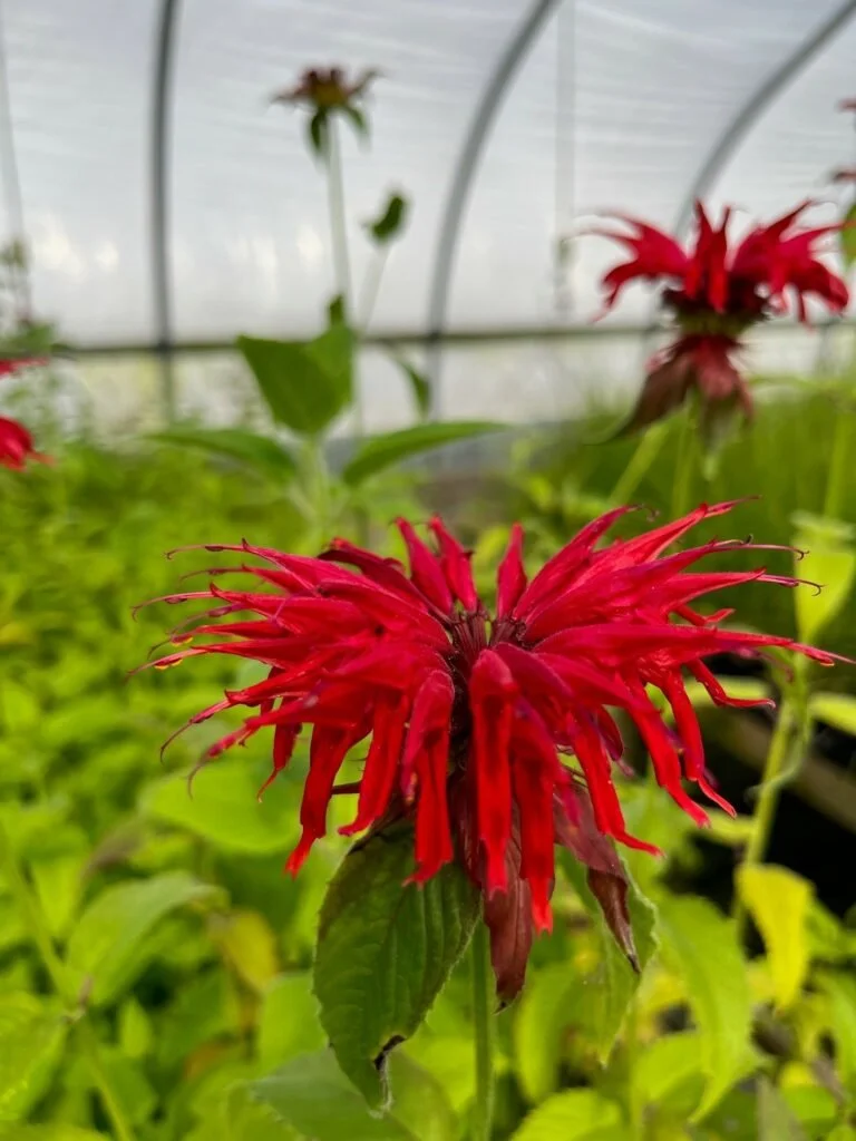 Bee Balm (Monarda didyma)