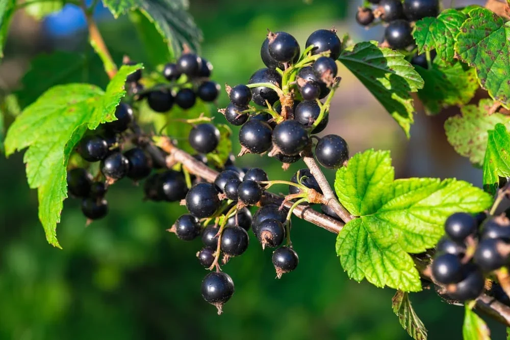 Wild Black Currant (Ribes Americanum)