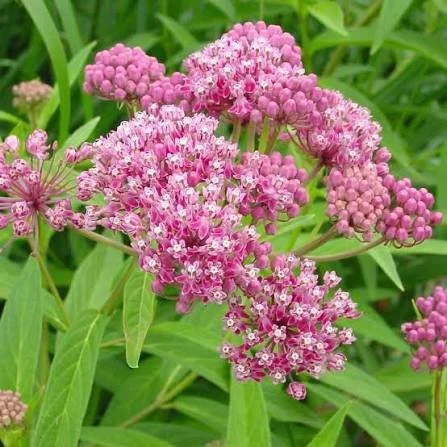 Swamp Milkweed (Asclepias incarnata)