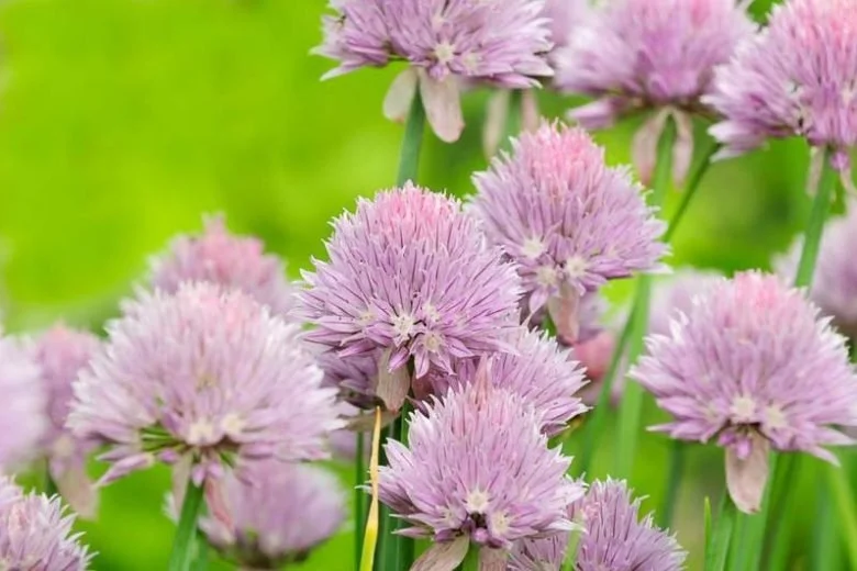 Chives (Allium schoenoprasum)