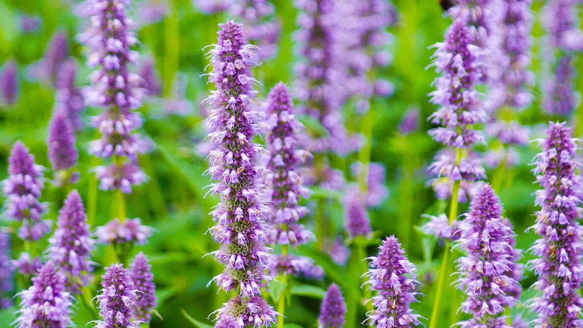 Anise Hyssop (Agastache foeniculum)