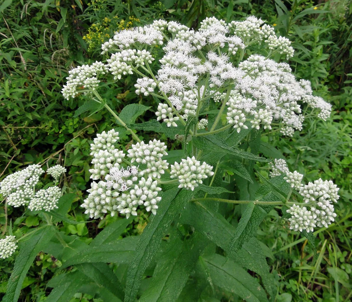 Boneset, Common (Eupatorium perfoliatum)