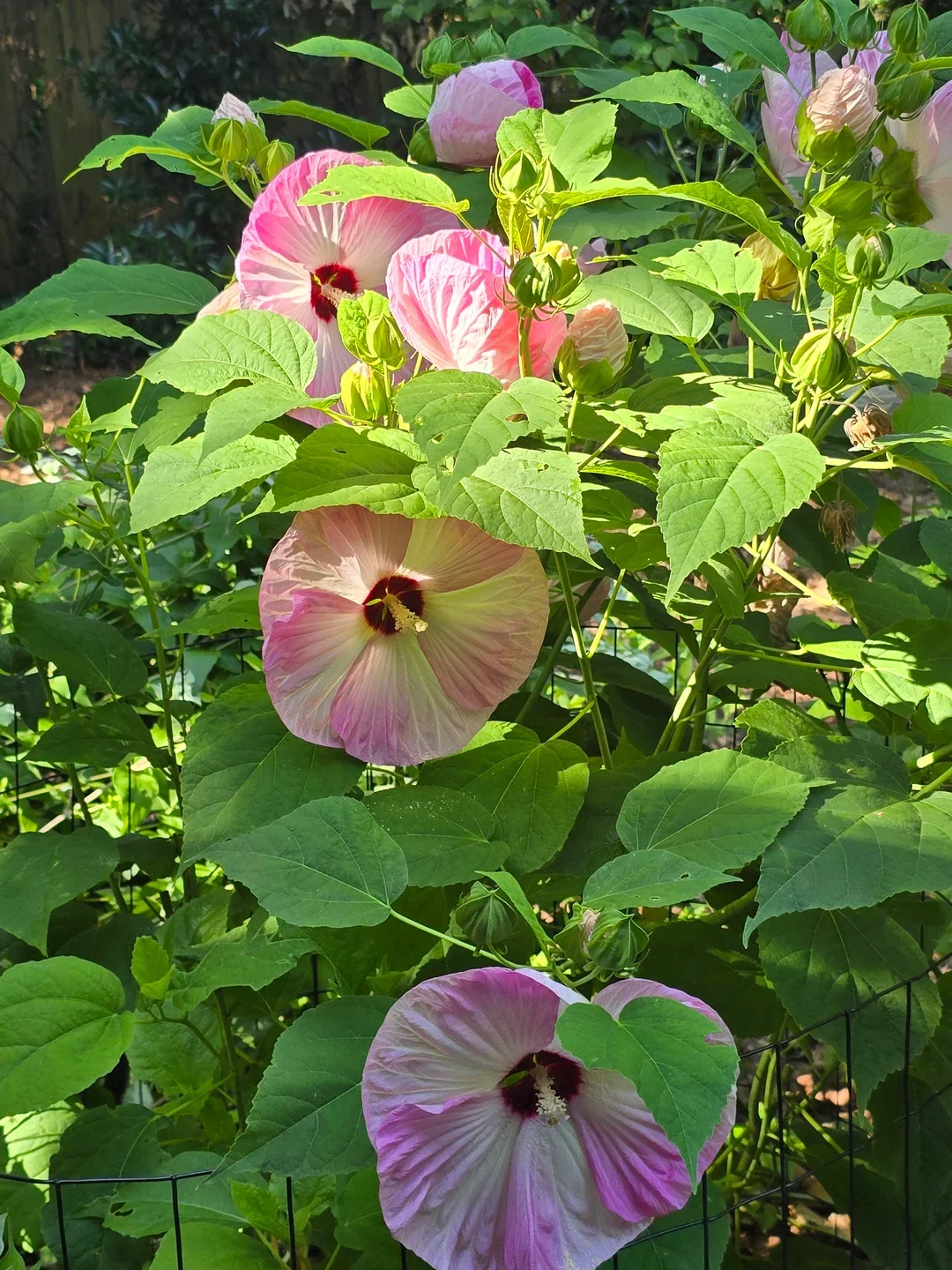 Rose Mallow (Hibiscus moscheutos)