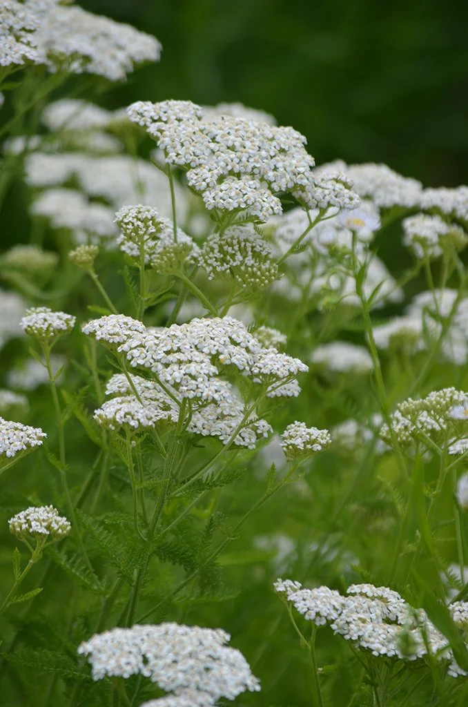 Yarrow (Achillea millefolium)