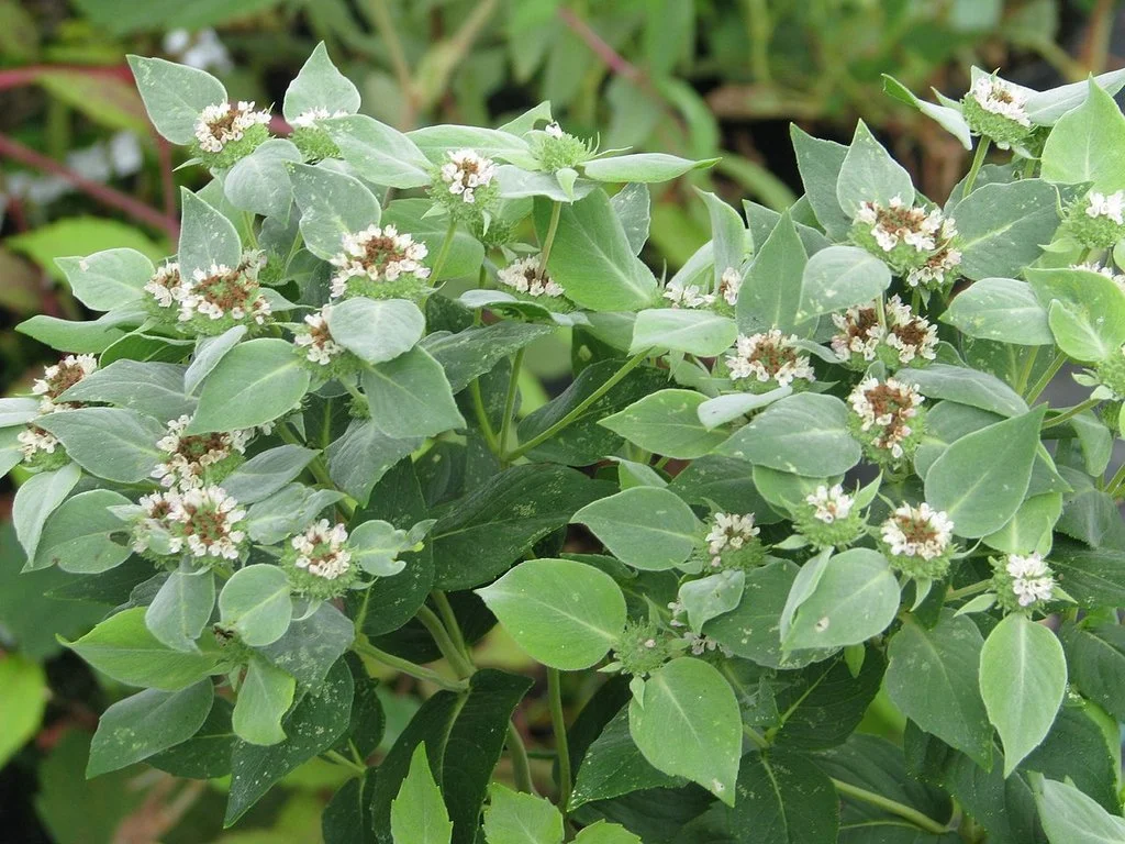 Mountain Mint, Clustered