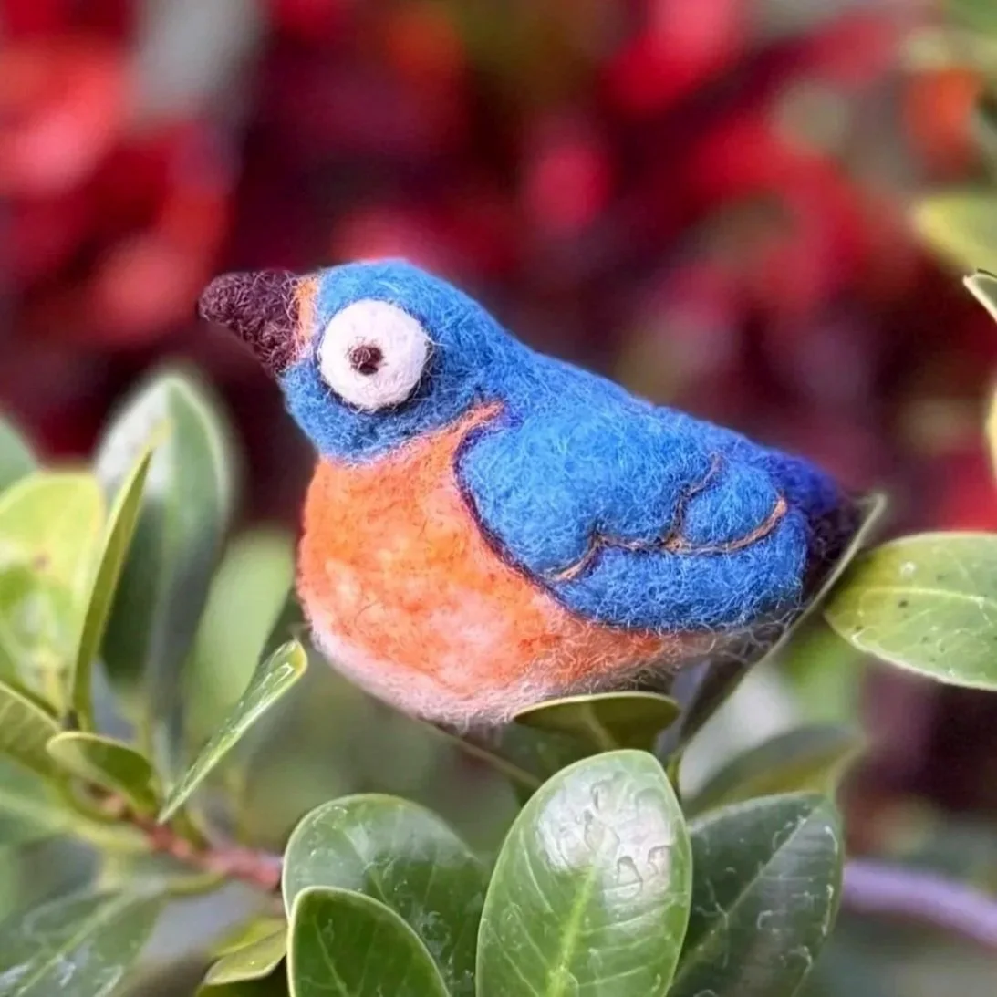 Eastern bluebird.jpg