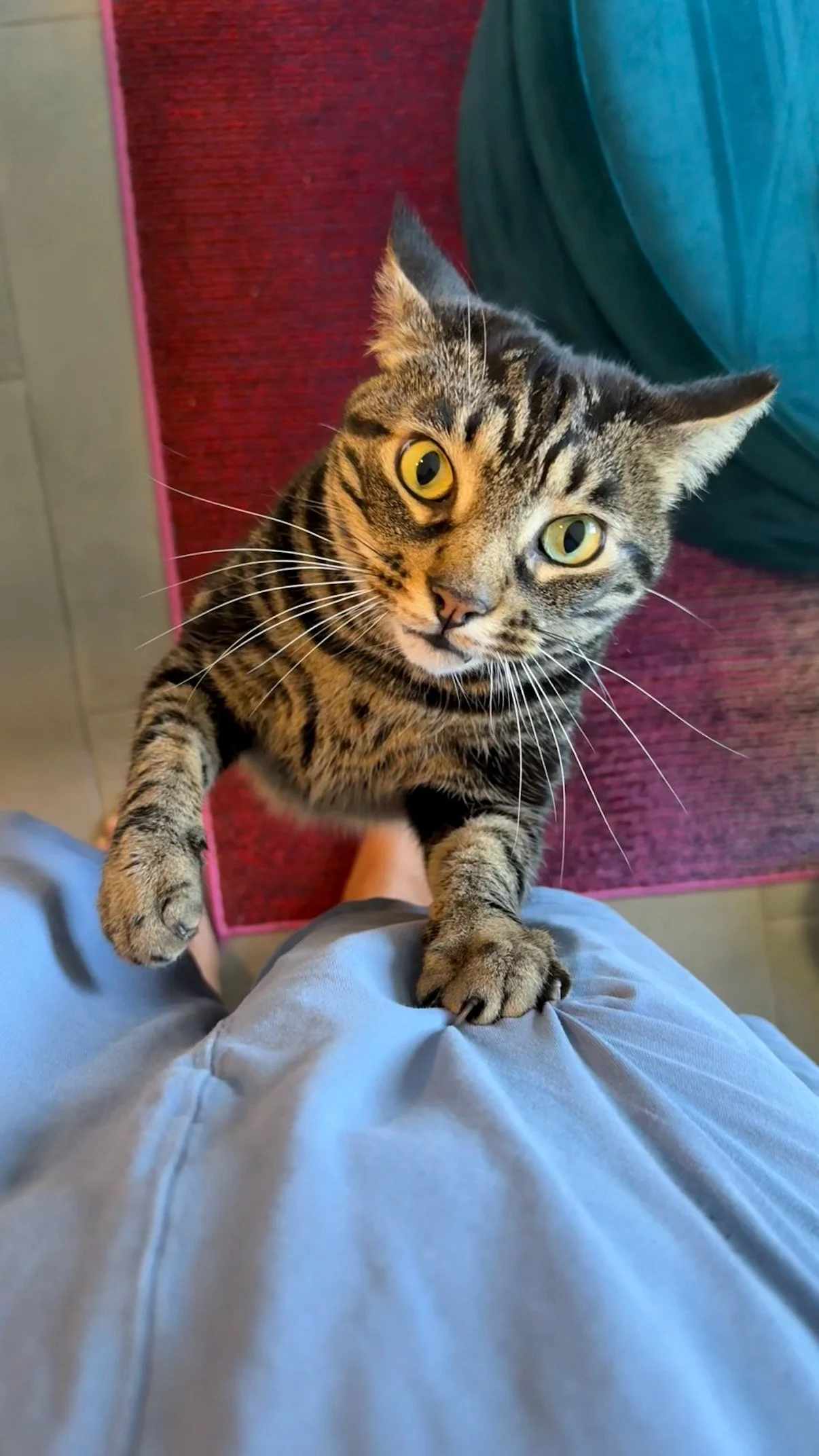 Joseph, Neha's cat, reaching up at her