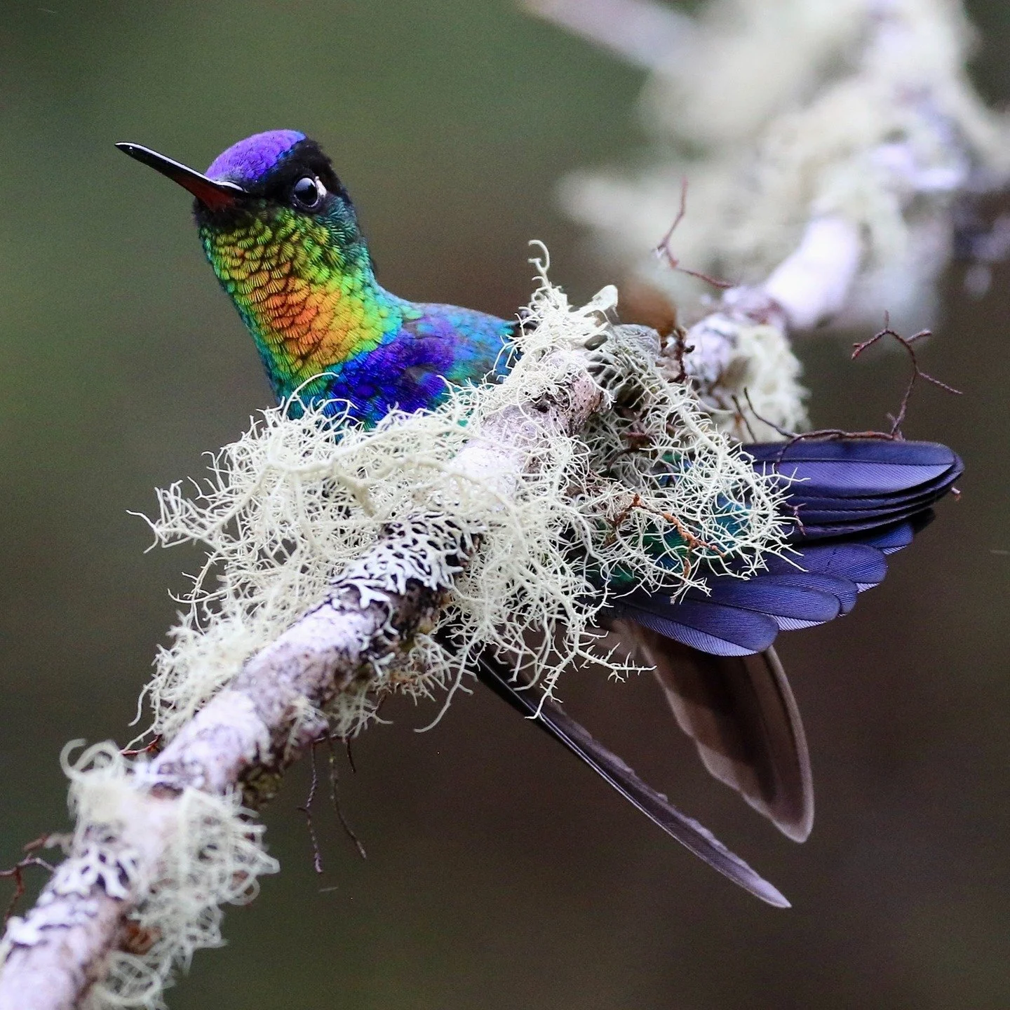 COMING SOON! A fiery throated hummingbird caught in a watchful moment in Costa Rica at 9000 foot elevation by Beverly McNeil. The irridescent colors of the tiny bundle of energy are contrasted with the muted colors on the lichen festooned supporting 