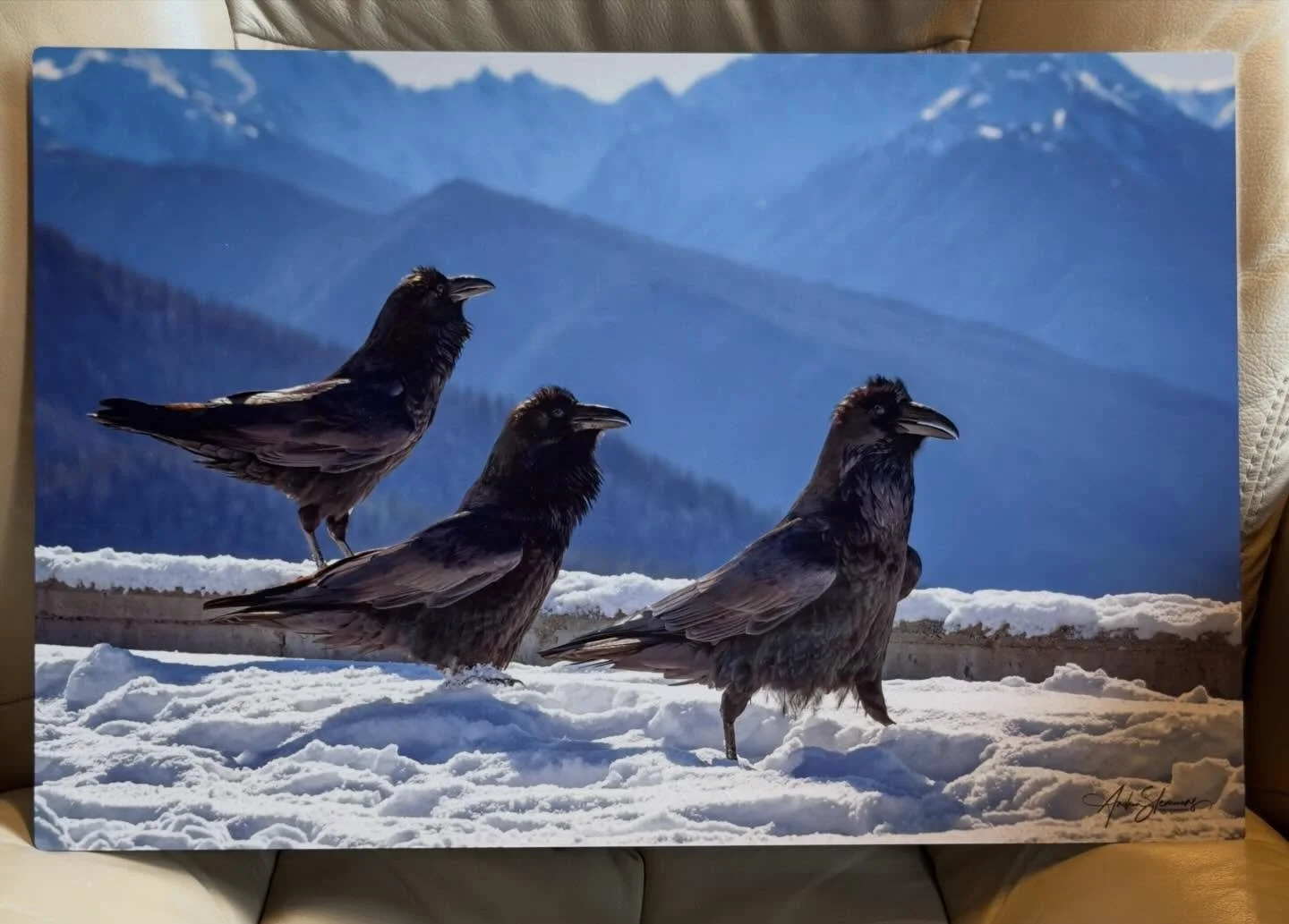 Don&rsquo;t miss out on viewing new work from @andrea_guarinoslemmons this month at the gallery!
🐦&zwj;⬛