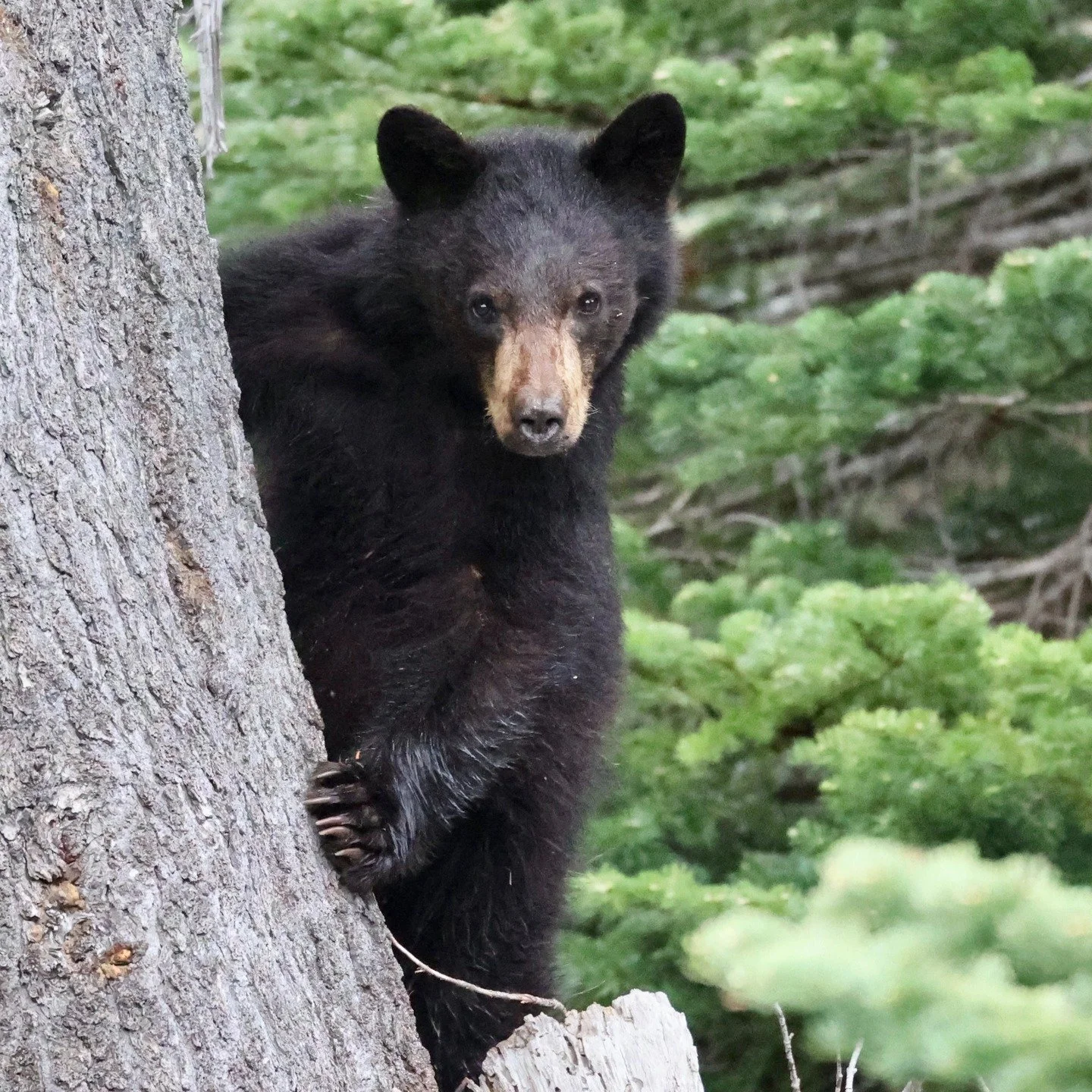 Beverly McNeil, one of our wonderful Port Townsend Gallery members, spotted this inquisitive black bear cub at Hurricane Ridge in the Olympic Peninsula recently. The quizzical look in the cub's eyes is curious and judgemental at the same time. #portt