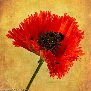 Kay Harper