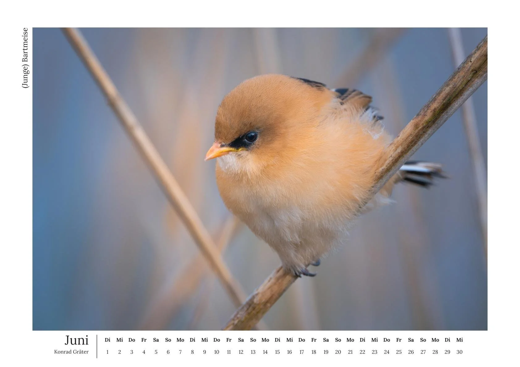 Augustenbühl_konradgraeter Kalender 2027-07.jpg