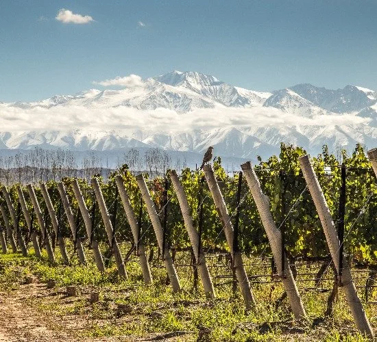 Vineyard with green grapevines and wooden stakes, mountain range with snow-capped peaks in the background, clear blue sky.