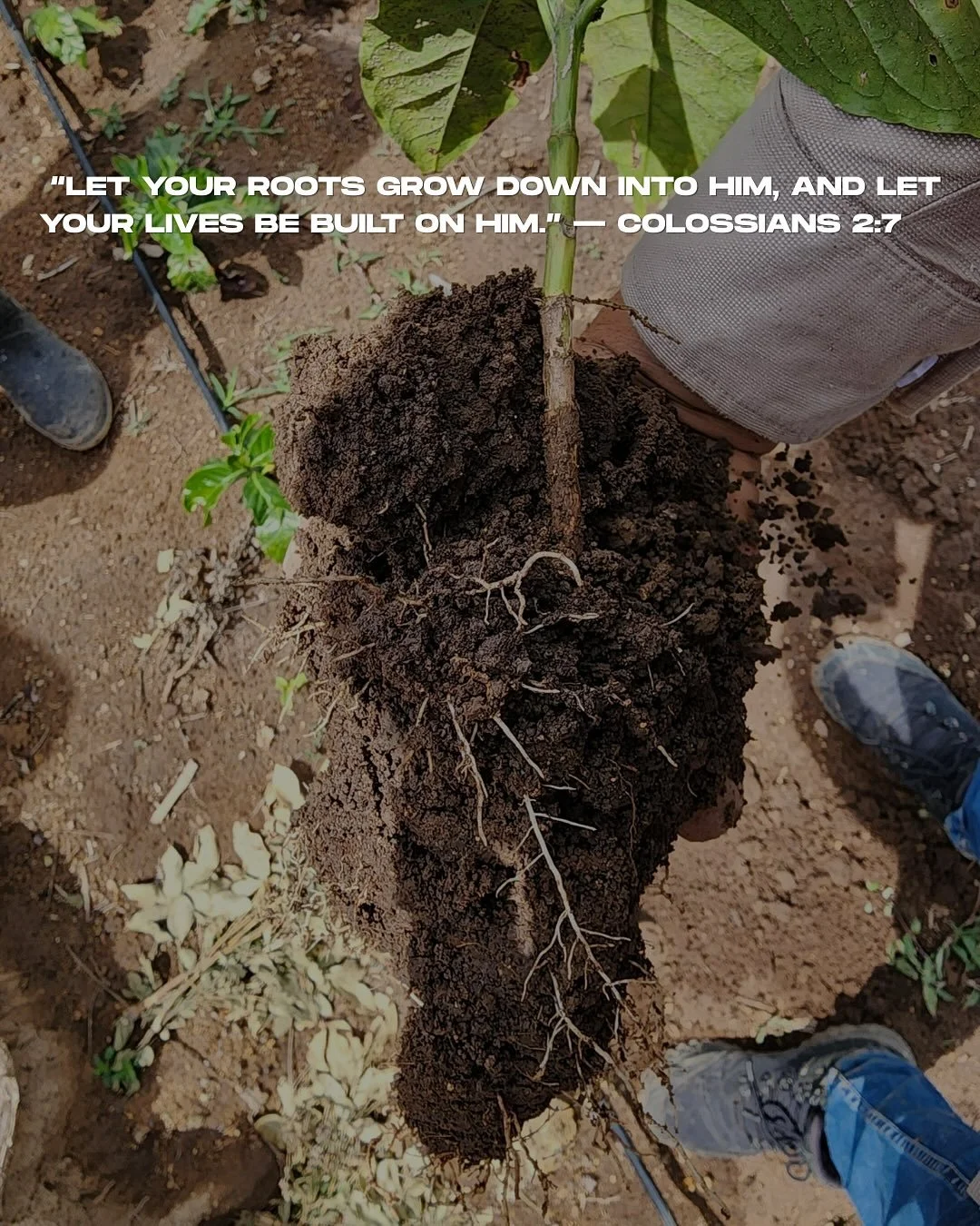 The most important work happens where no one can see &mdash; deep in the soil. We nourish it with organic matter, protect it from erosion, and trust God to bring the increase.

 &ldquo;Let your roots grow down into Him, and let your lives be built on