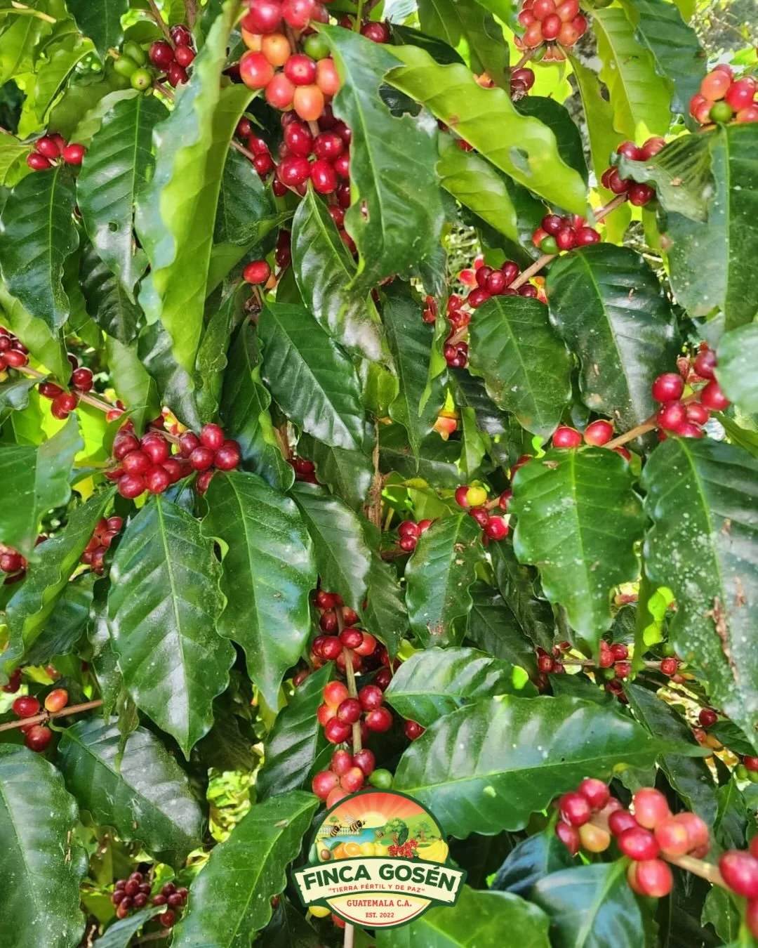 Each Sarchimor coffee plant this season carried over 30 pounds of fruit and our H1 carried over 20 lbs of fruit. 

God surprised us again with an abundance beyond what we could have planned or imagined.

Grateful stewards of what He continues to grow