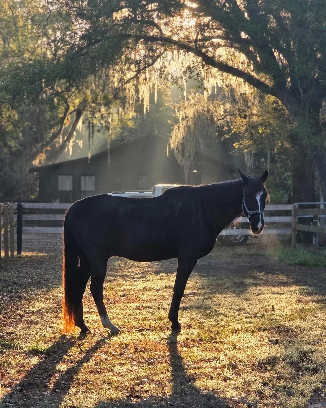 Golden light, quiet moments, and the gentle strength of a new day. 🐎✨

There&rsquo;s something special about a morning at the barn. It&rsquo;s peaceful, grounding, and full of connection.

Grateful for these moments 💛