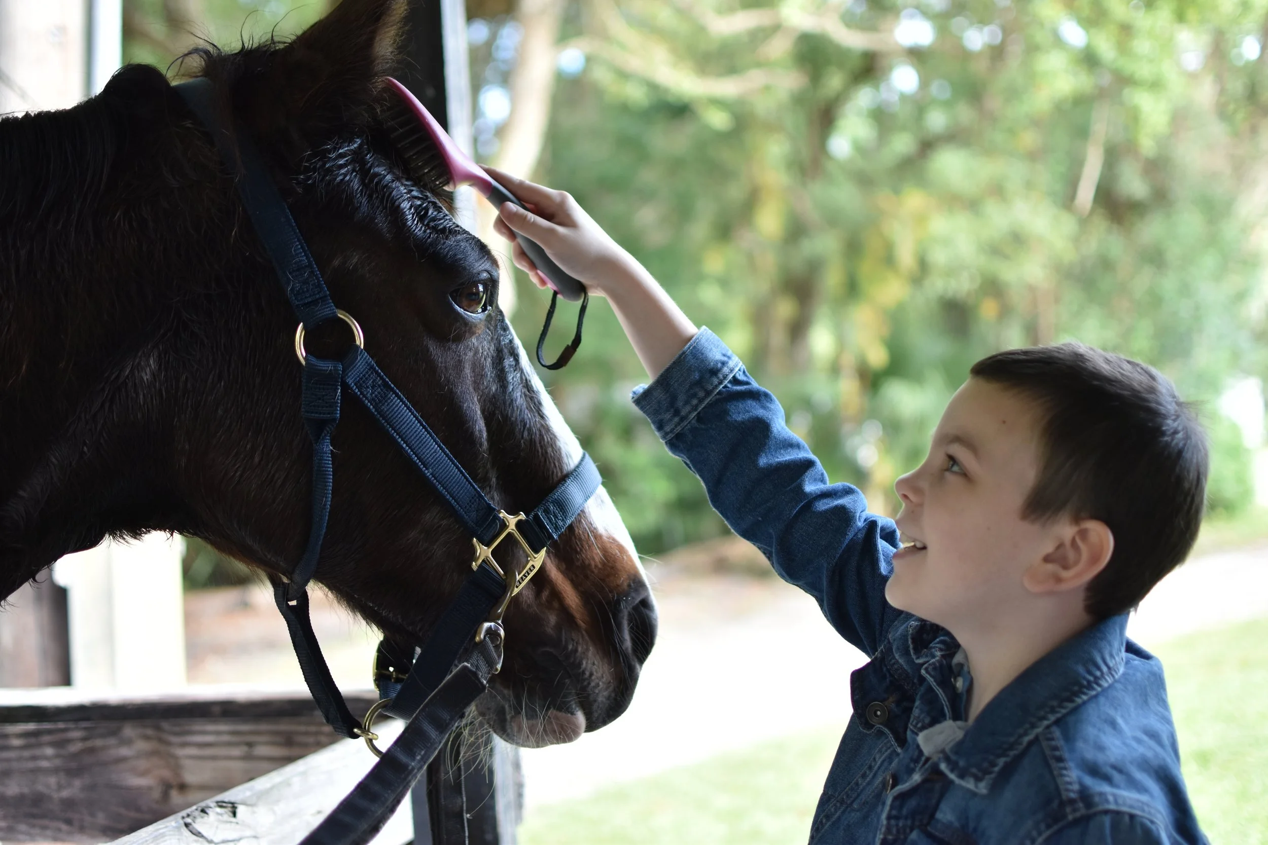 A young boy smiling as he brushes a horse's mane inside a stable, with trees visible outside.