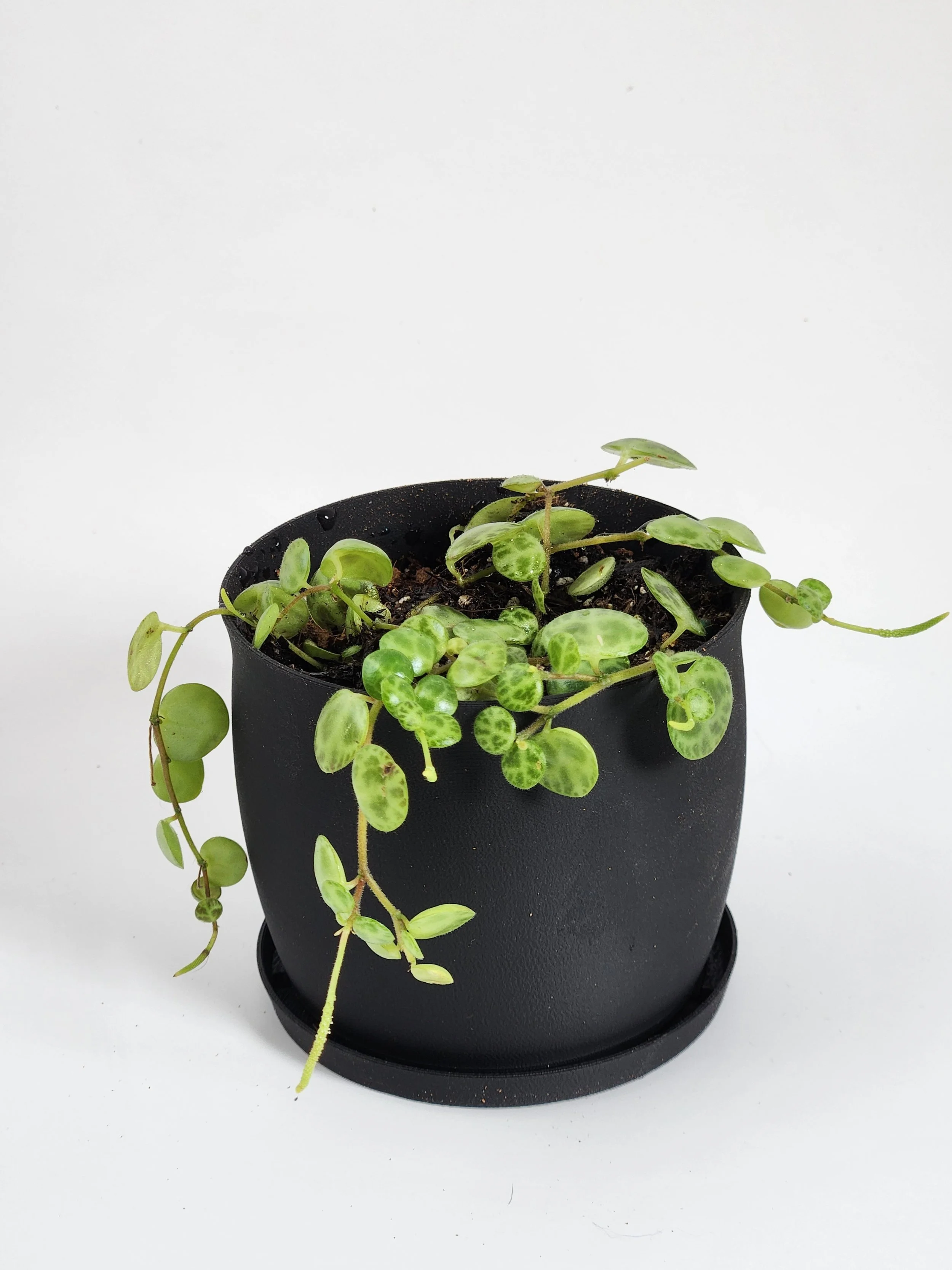 Cauldron Pot