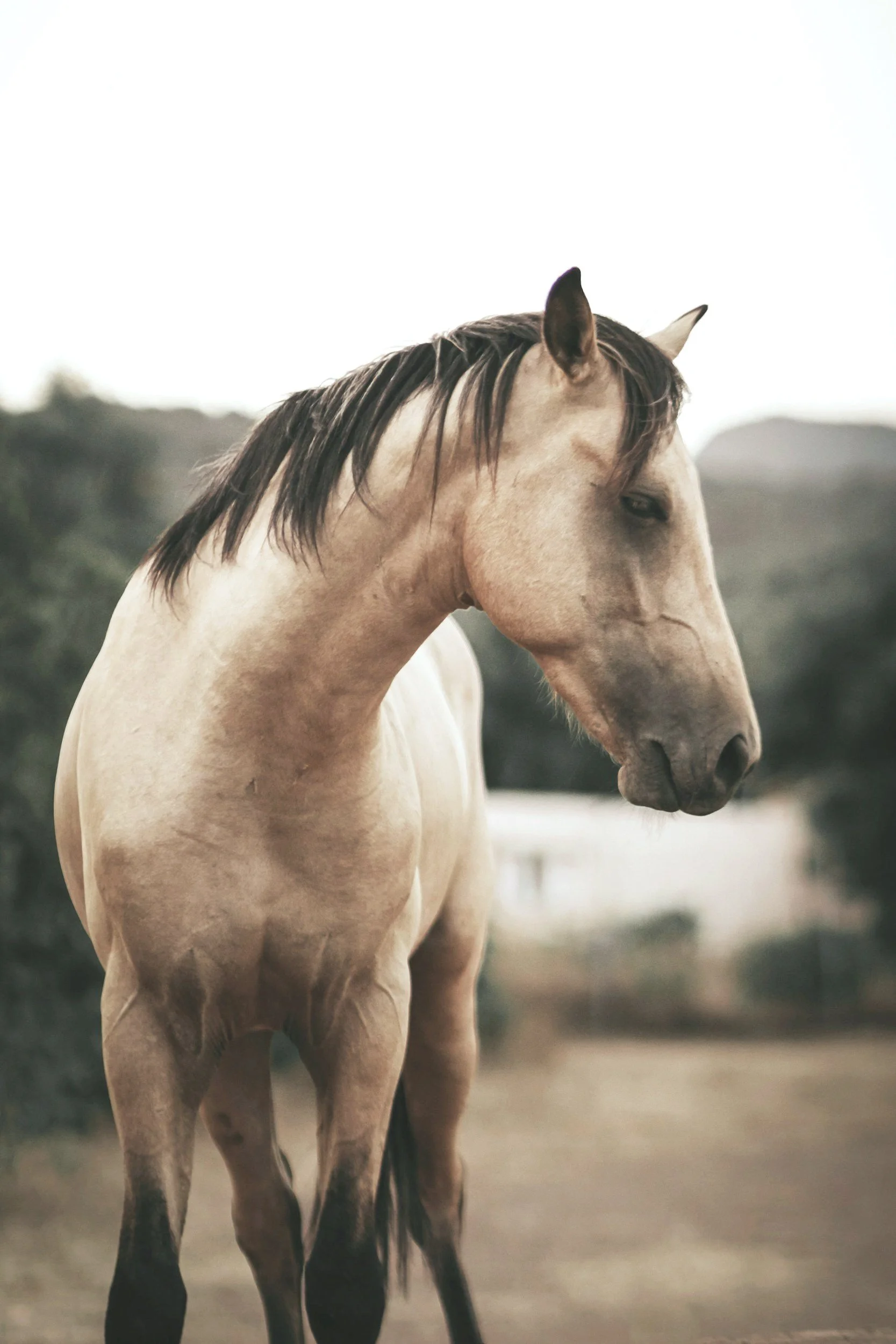 A tan and black horse standing outdoors with a blurred background of trees and sky.