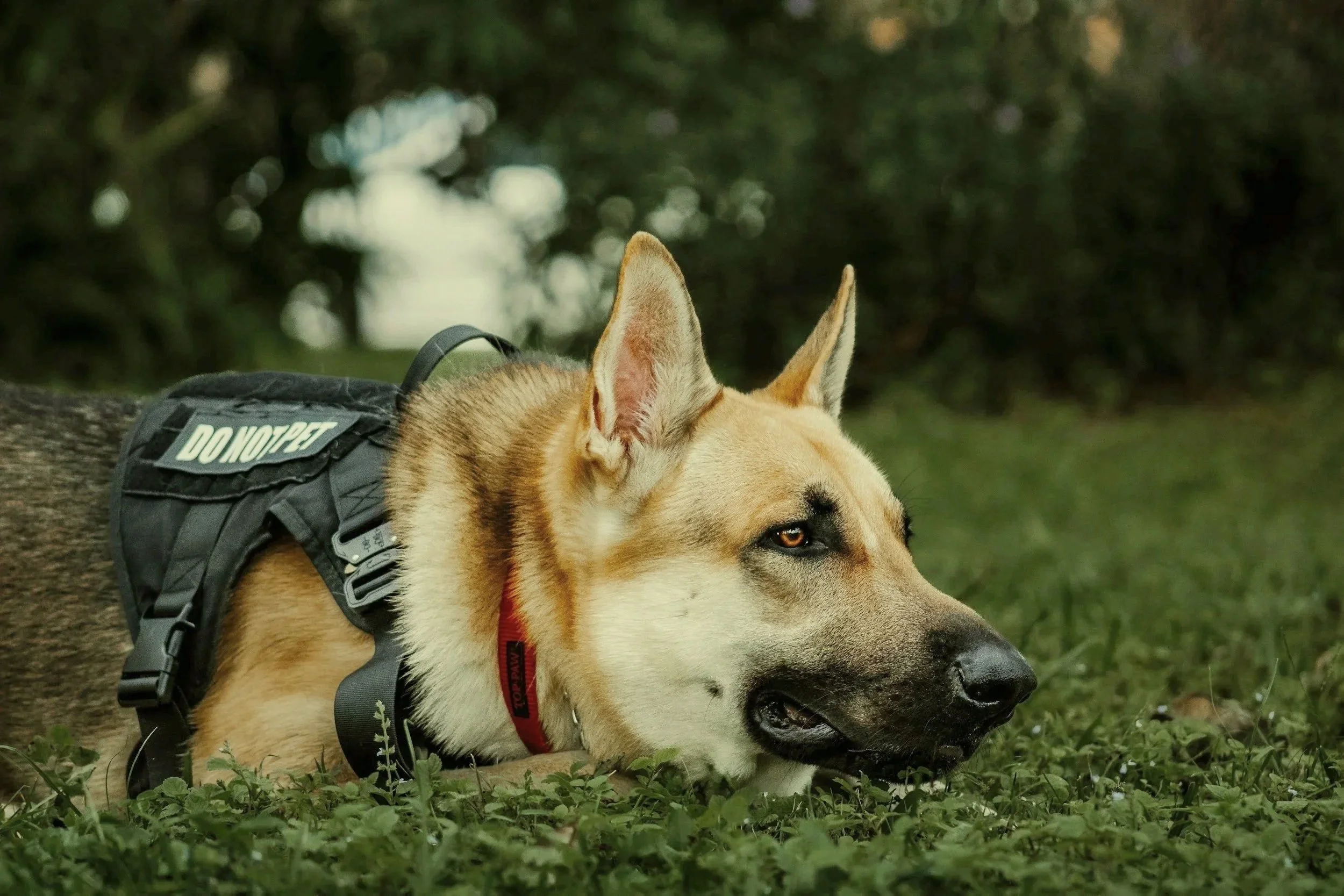 A working dog, likely a police or service dog, lying on the grass outdoors, wearing a harness with a 'DO NOT PET' patch.
