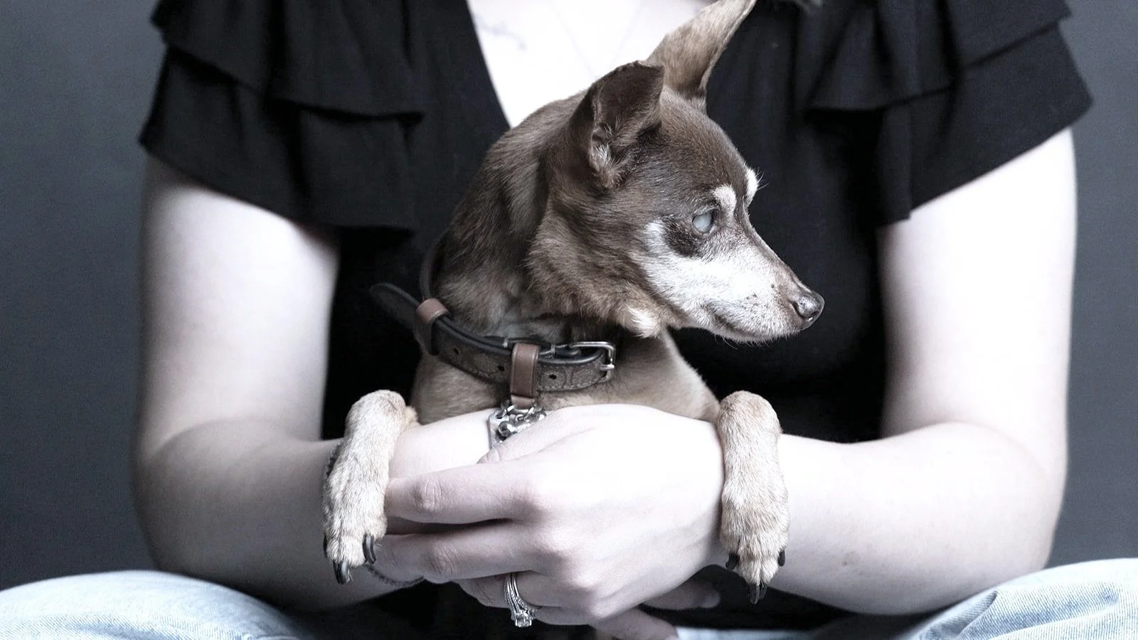 Person holding a small dog with gray and brown fur, sitting on their lap, and looking to the right.