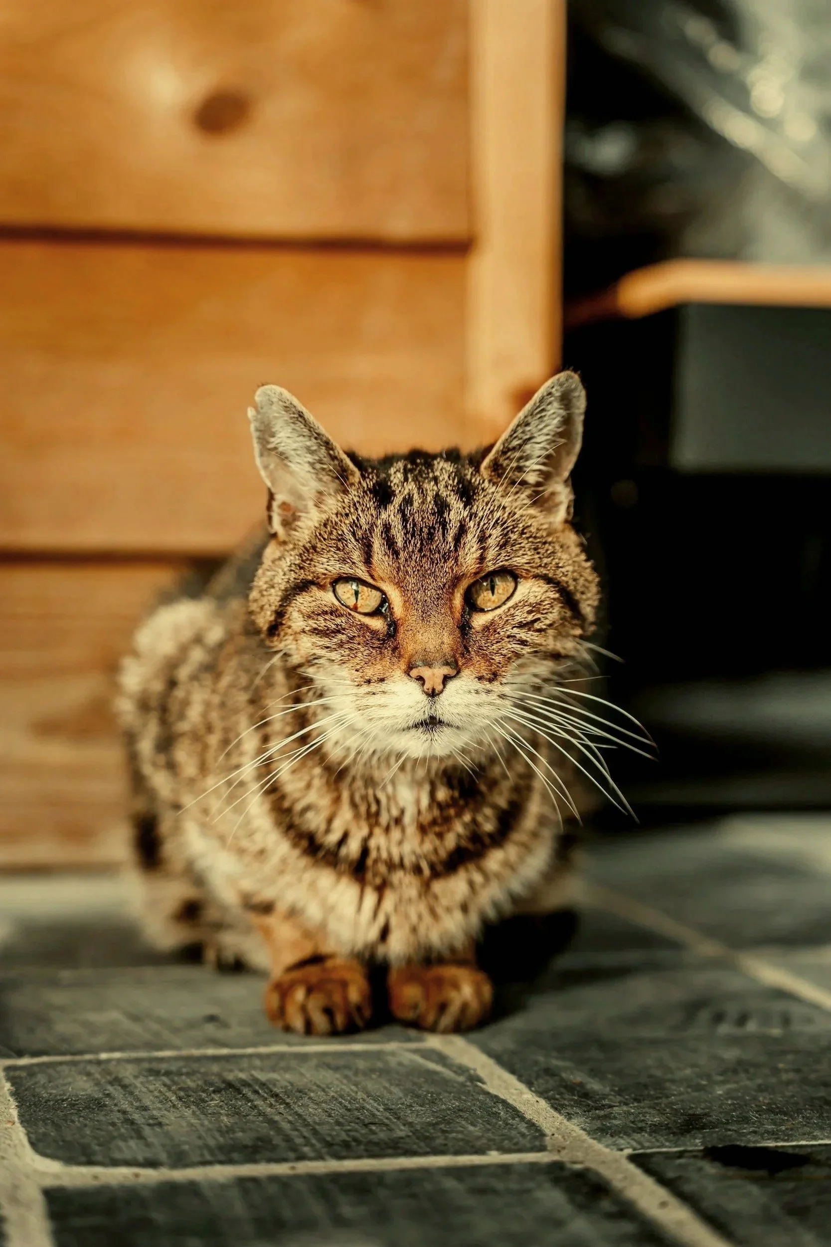 A tabby cat with yellow eyes and a fluffy coat sitting on a tiled floor, with wooden furniture in the background.