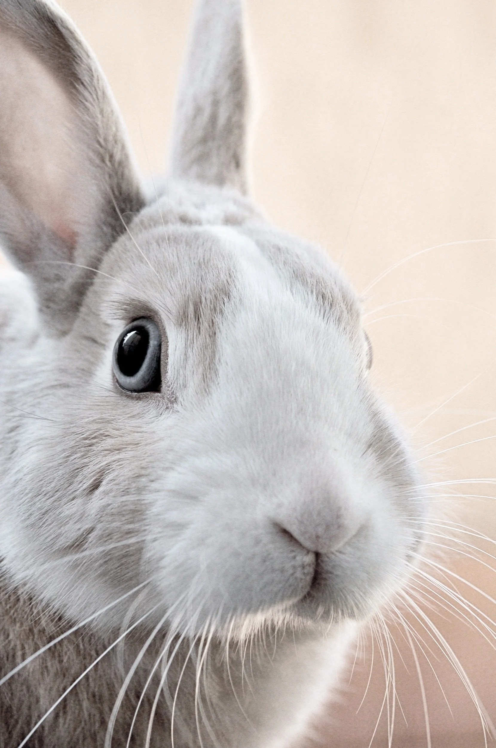 Close-up of a gray and white rabbit with one eye visible and large ears.
