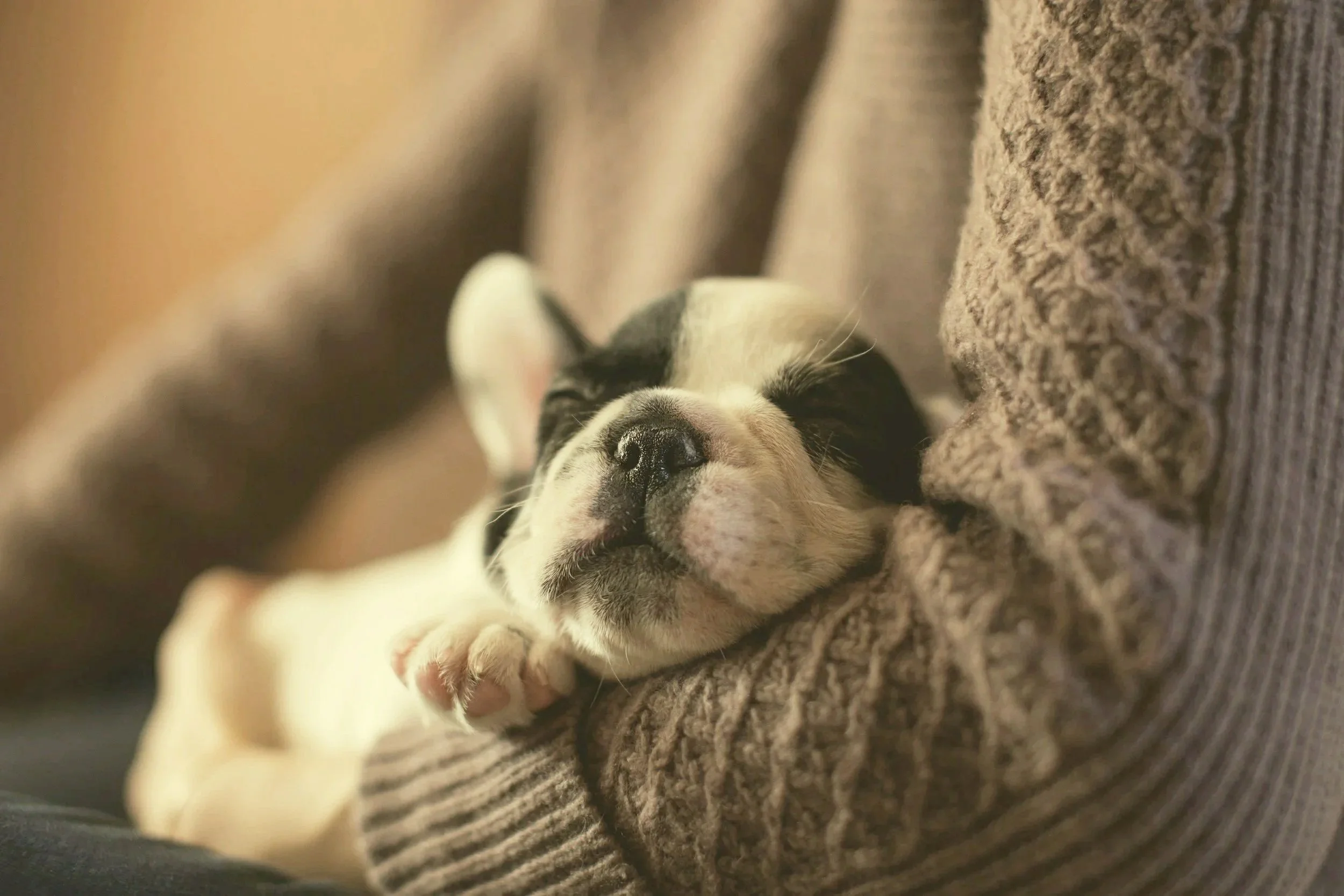 A small puppy with black and white fur sleeping peacefully on a cozy, textured brown blanket.