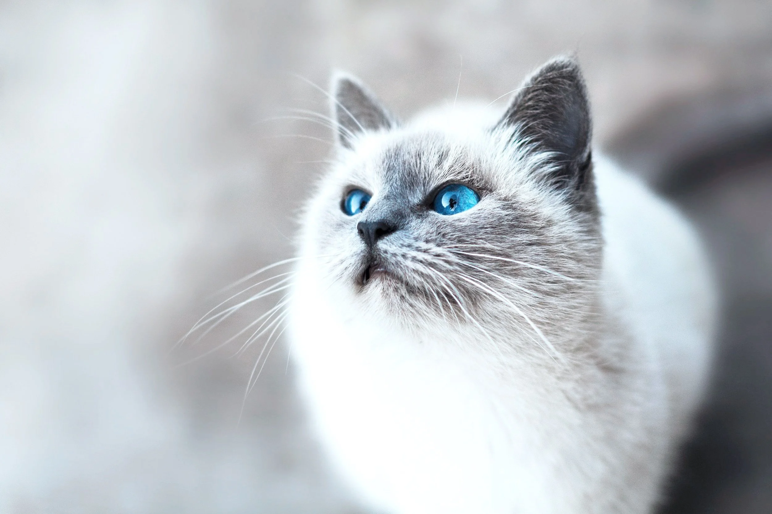 Close-up of a Siamese cat with blue eyes and cream-colored fur.