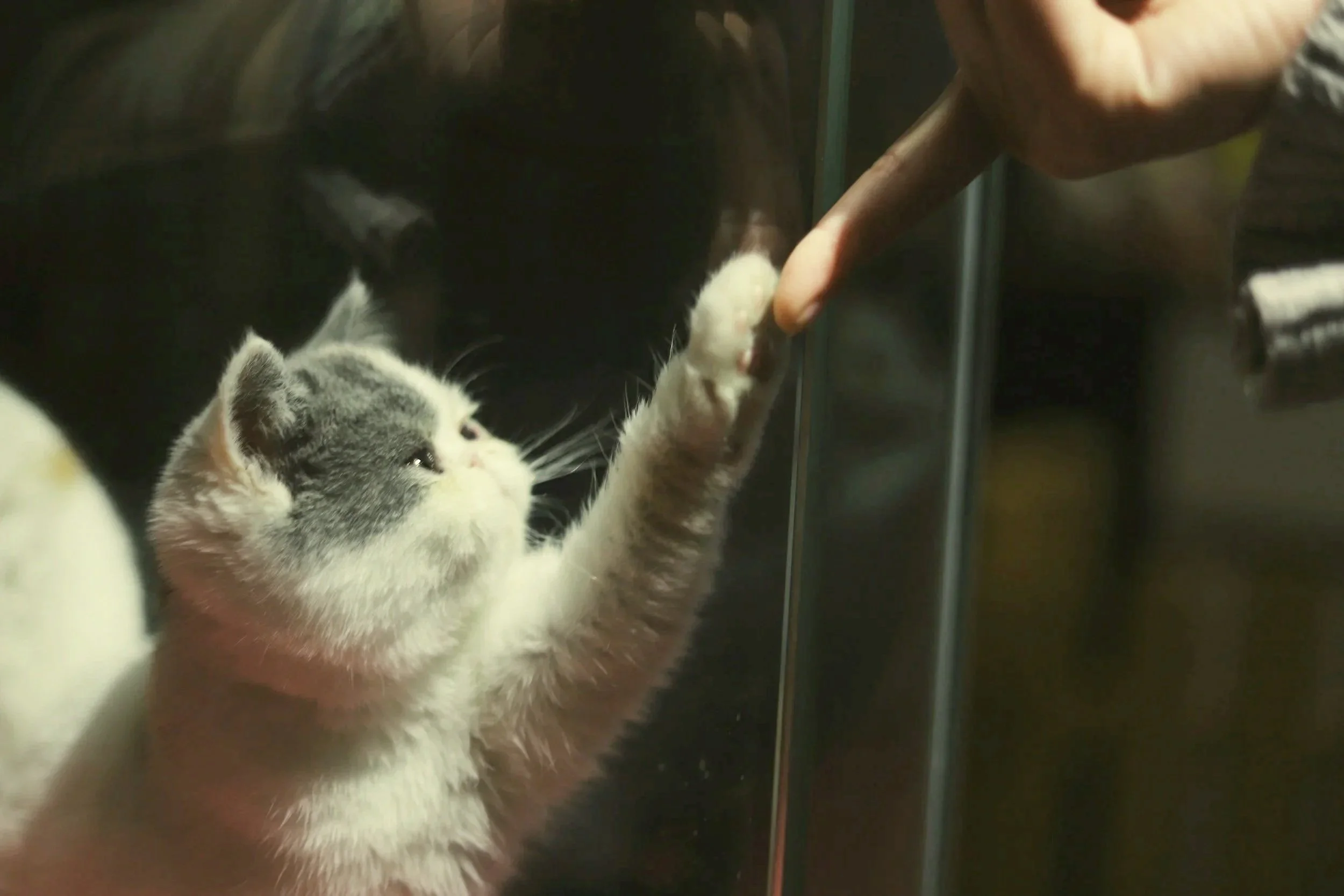 Small kitten reaching out to touch a person's finger through a glass surface.