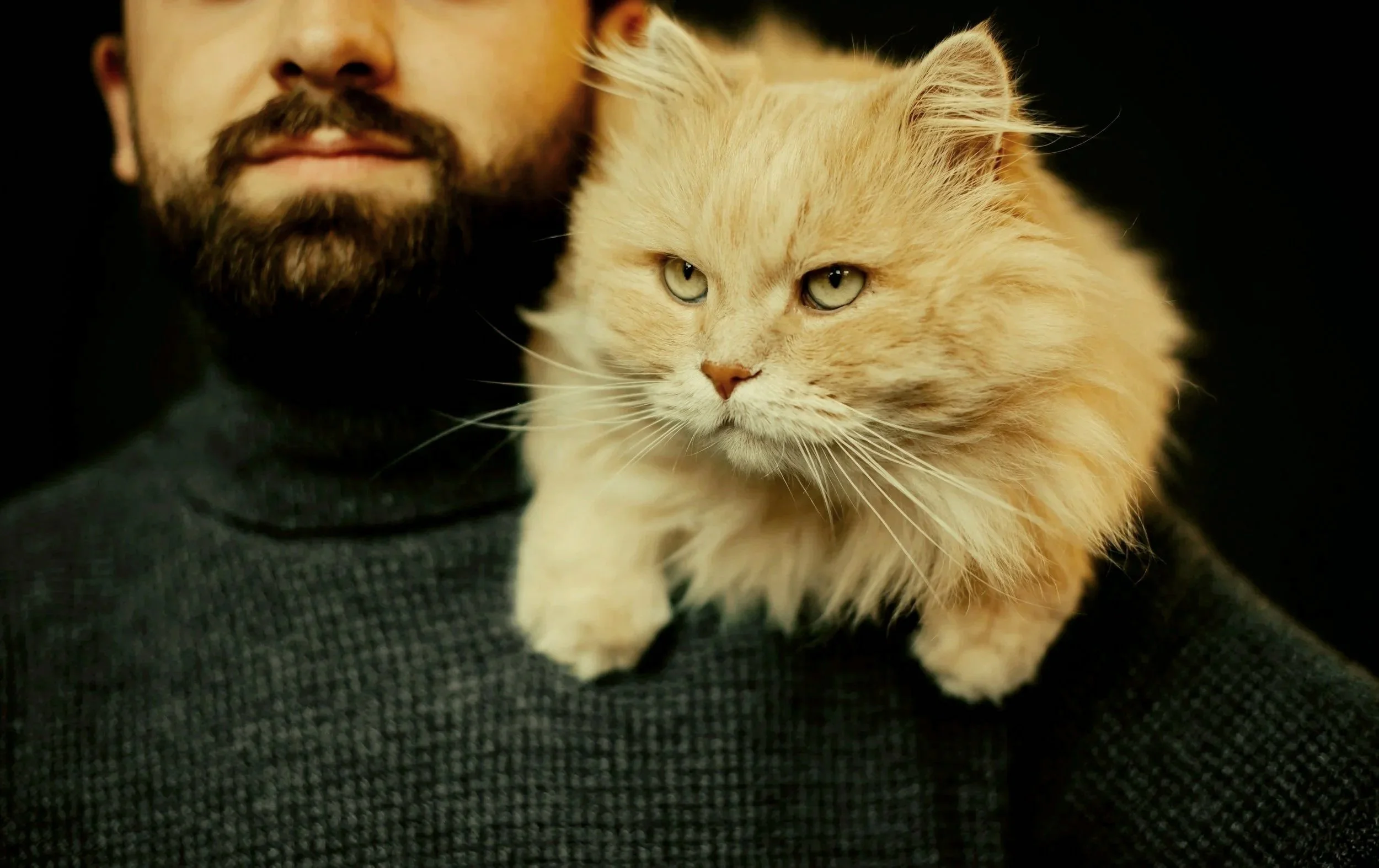 A man with a beard wearing a dark sweater, holding a ginger cat with long fur and green eyes on his shoulder.