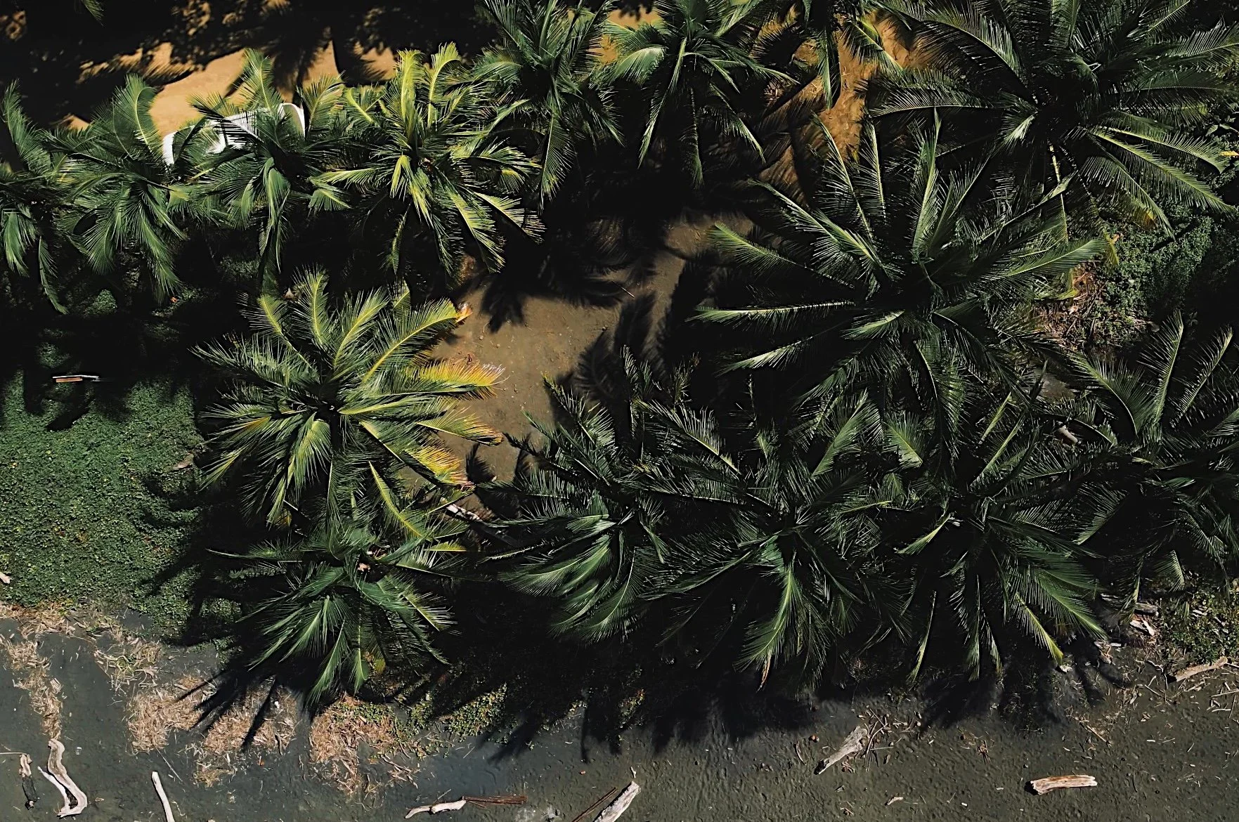 An aerial view of a dense patch of tall, green palm trees growing along the edge of a water body with dark surface, surrounded by some rougher terrain and vegetation.