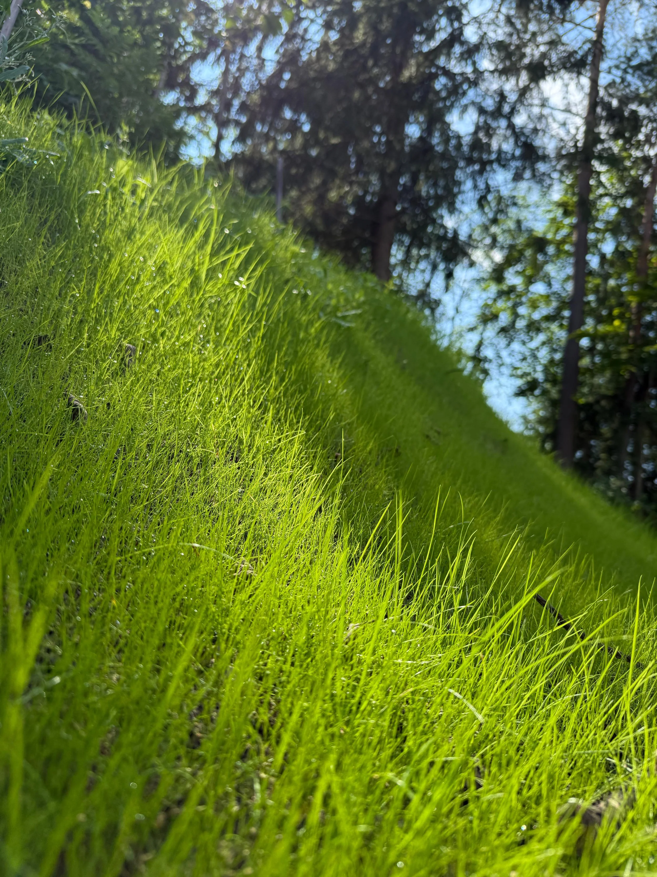 Close-up of green grass with dew droplets, trees in the background, under a blue sky with some clouds.