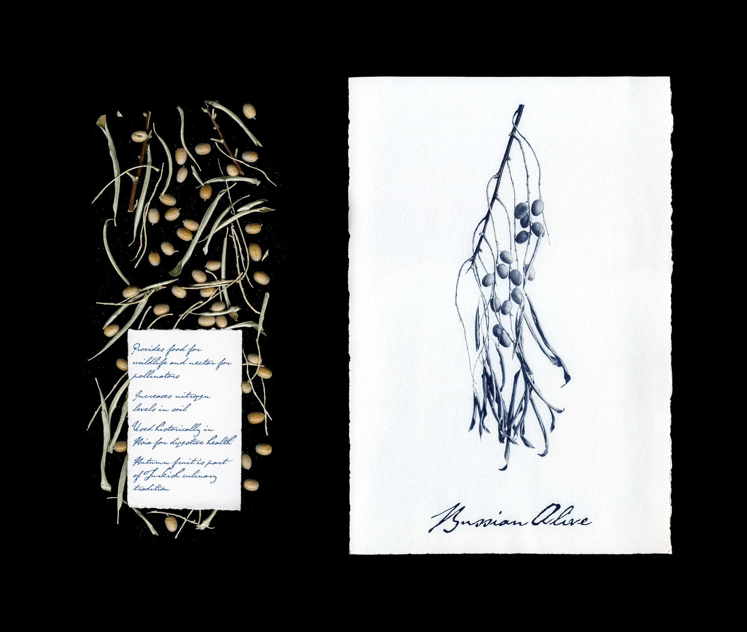 Russian Olive