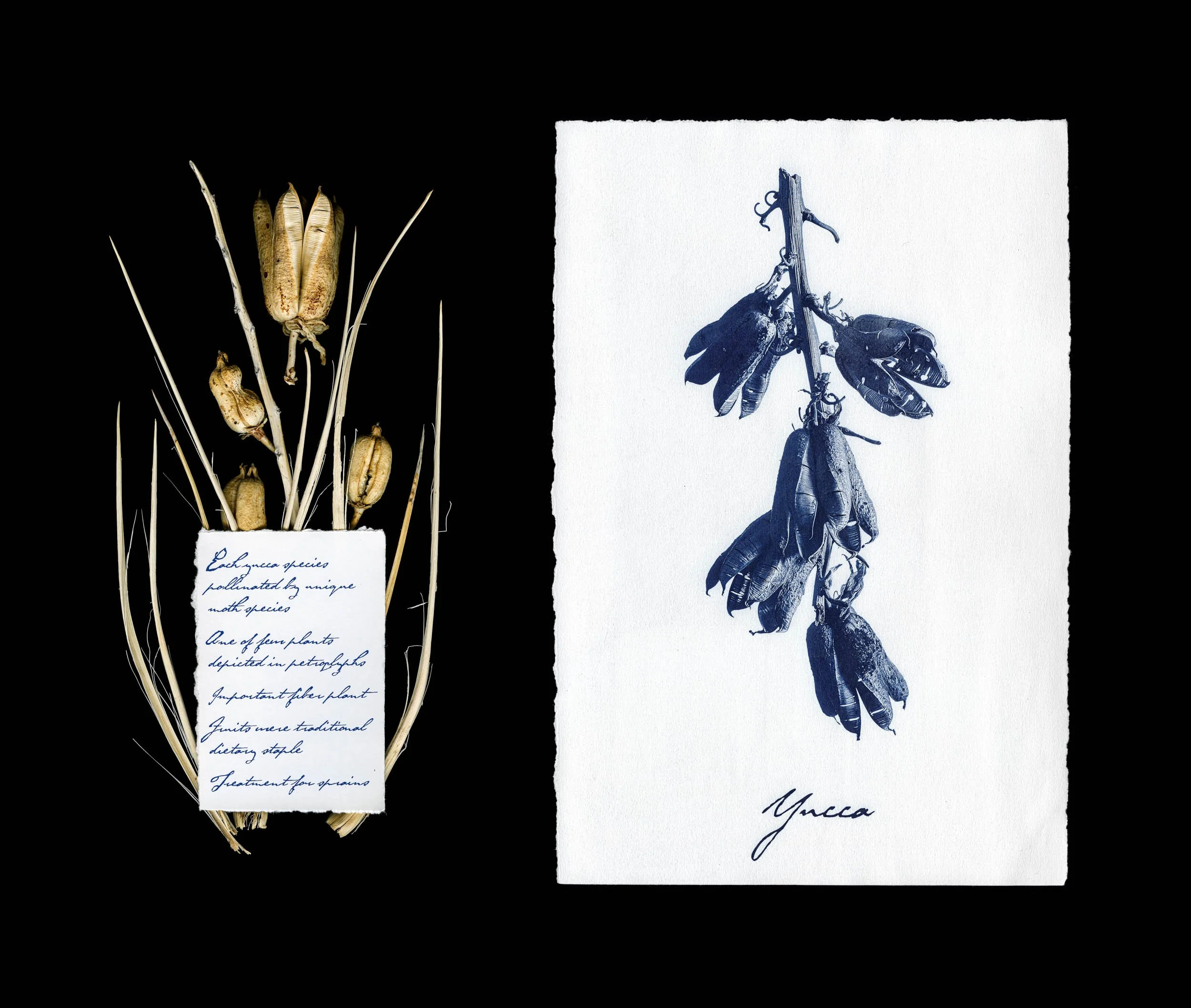 Yucca