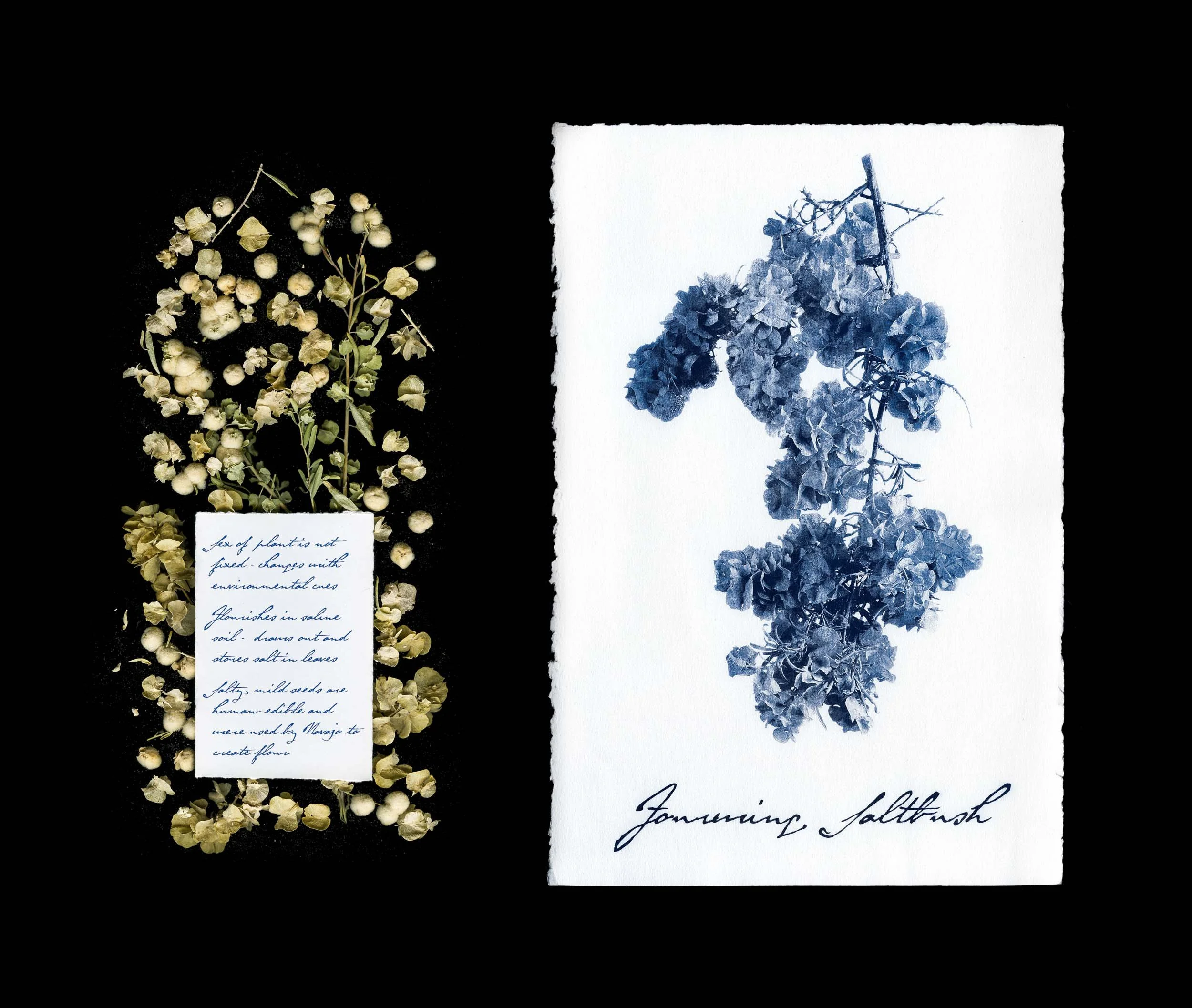 Fourwing Saltbush