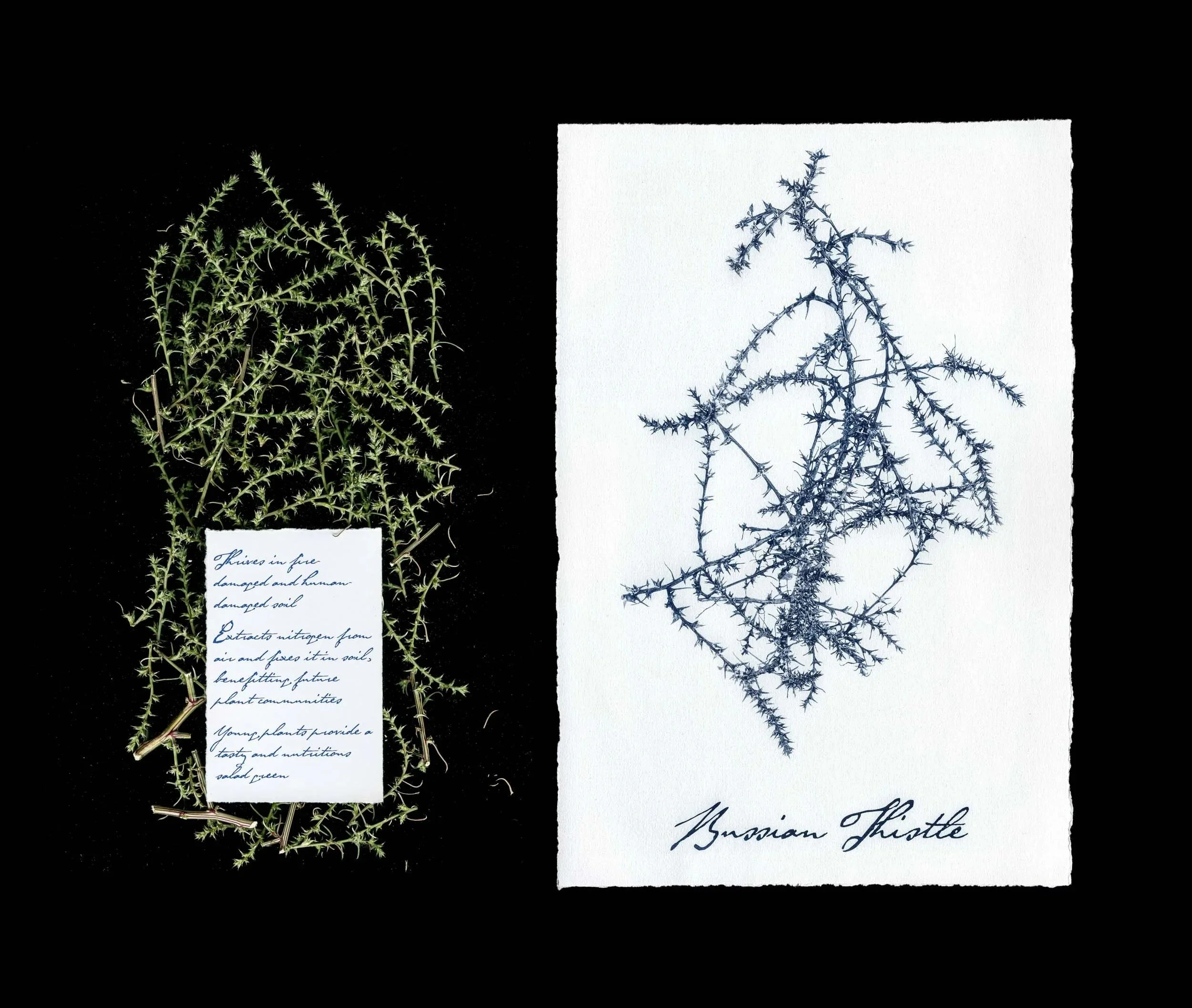 Russian Thistle