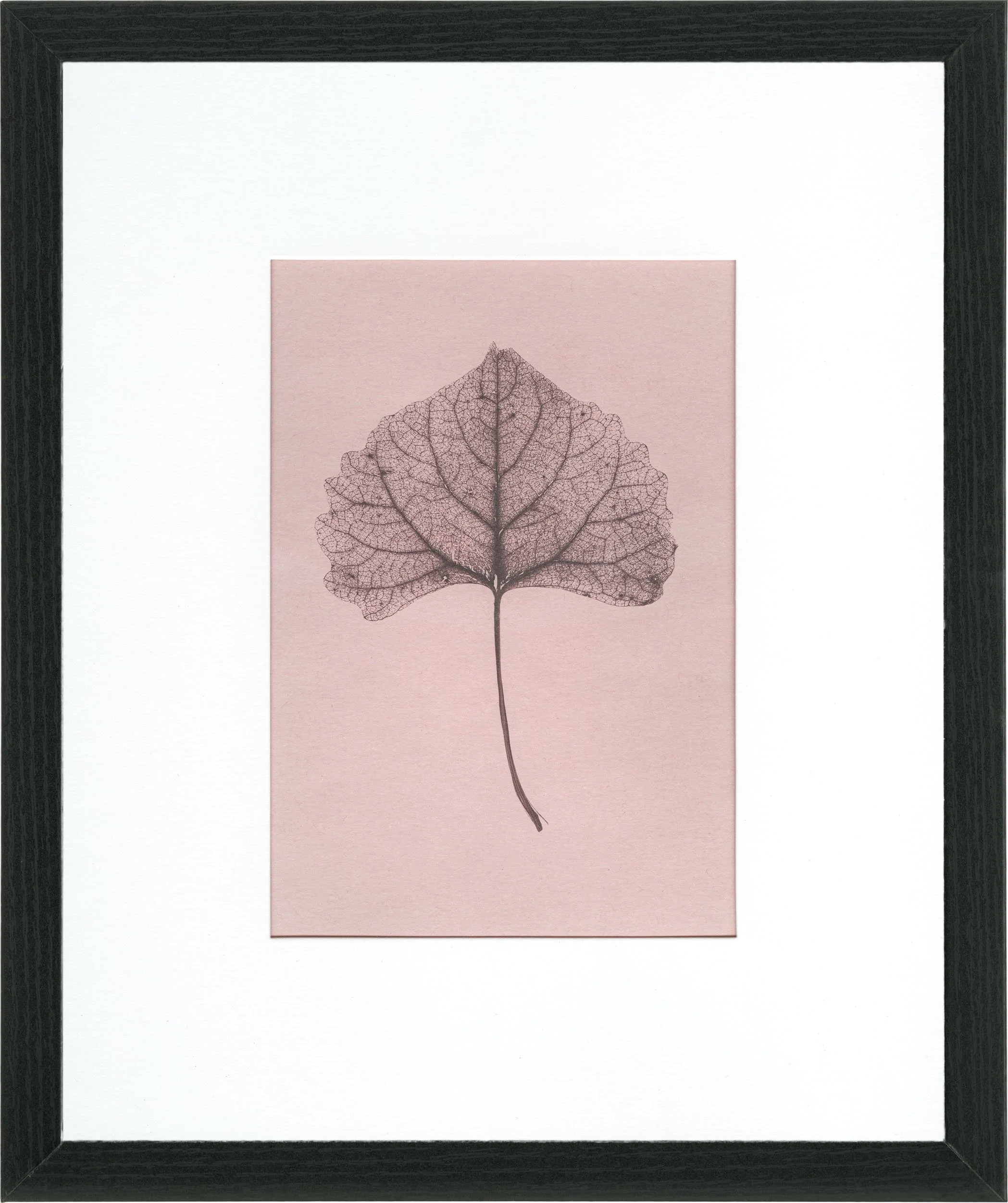 Cottonwood Leaf Skeleton #001