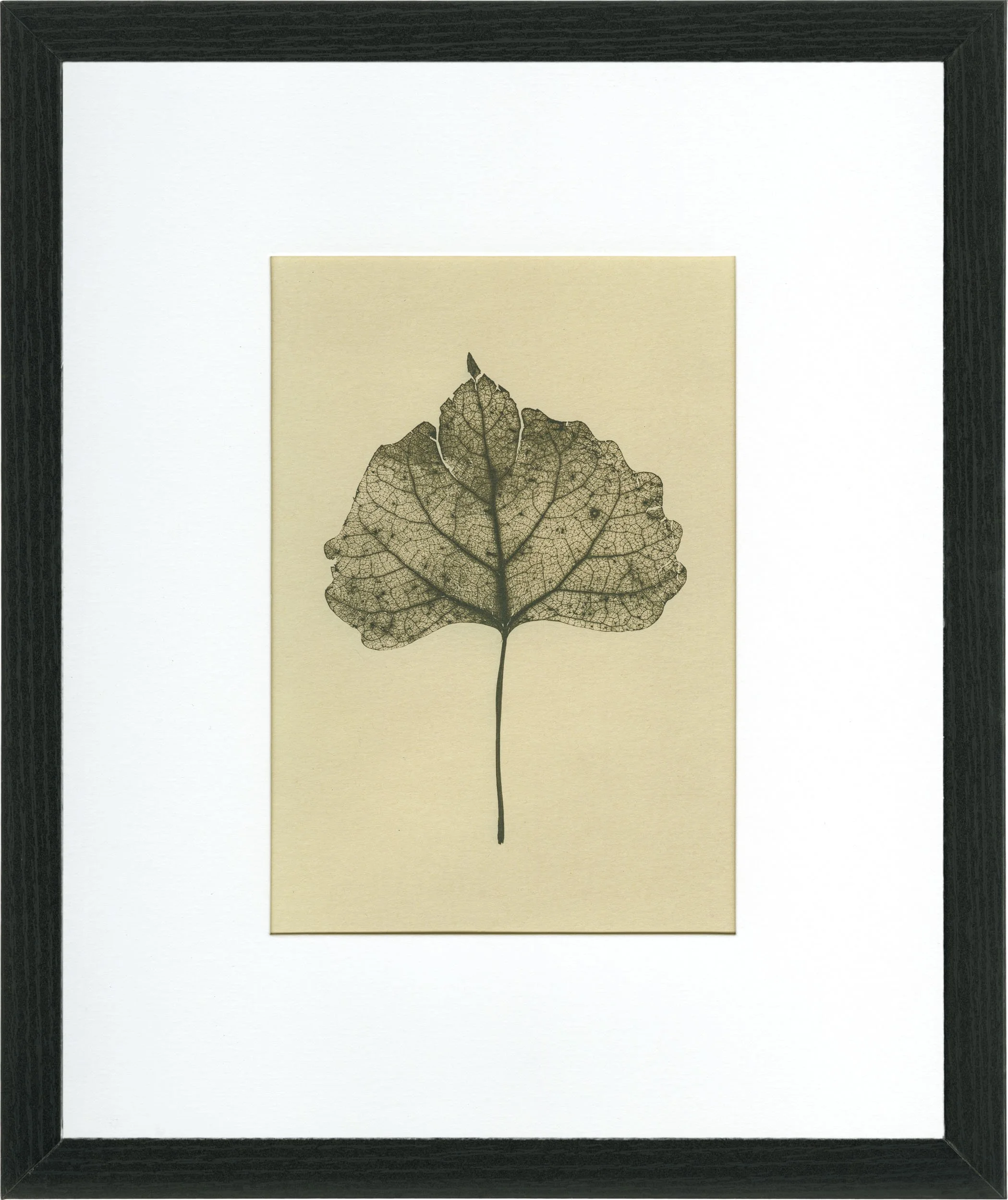 Cottonwood Leaf Skeleton #002