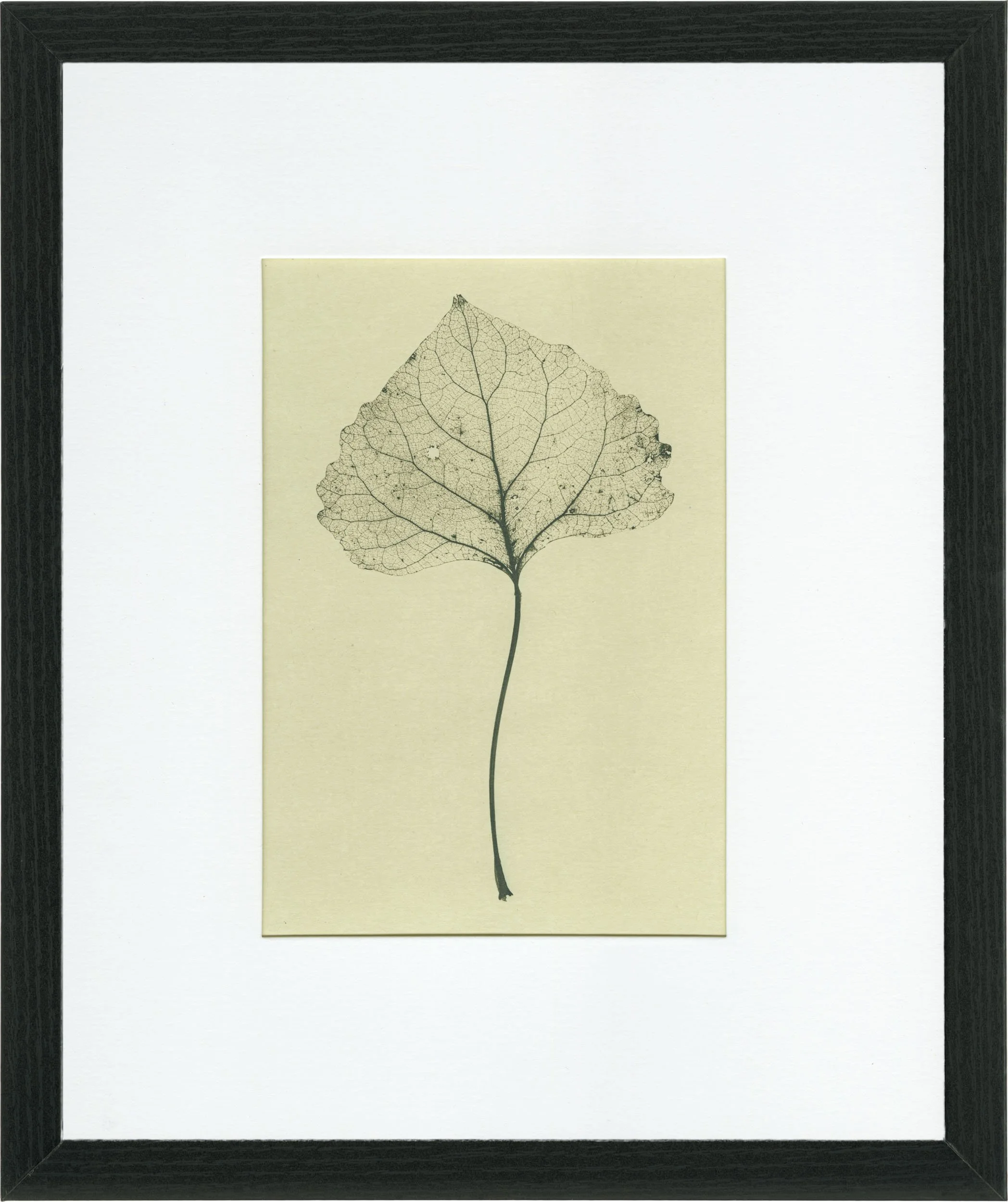 Cottonwood Leaf Skeleton #010