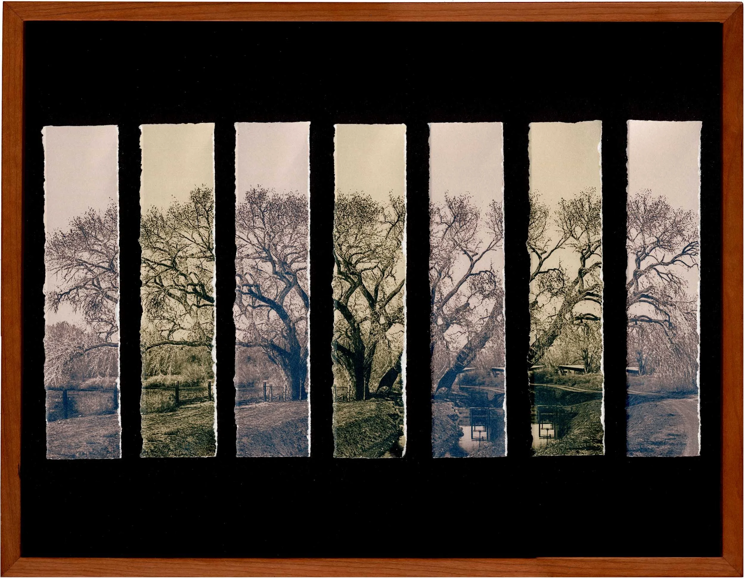 Cottonwood Migrations #01