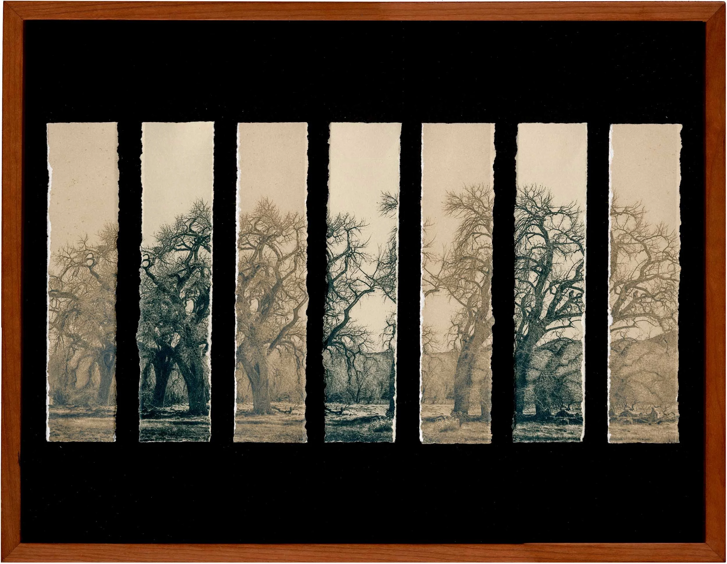 Cottonwood Migrations #02