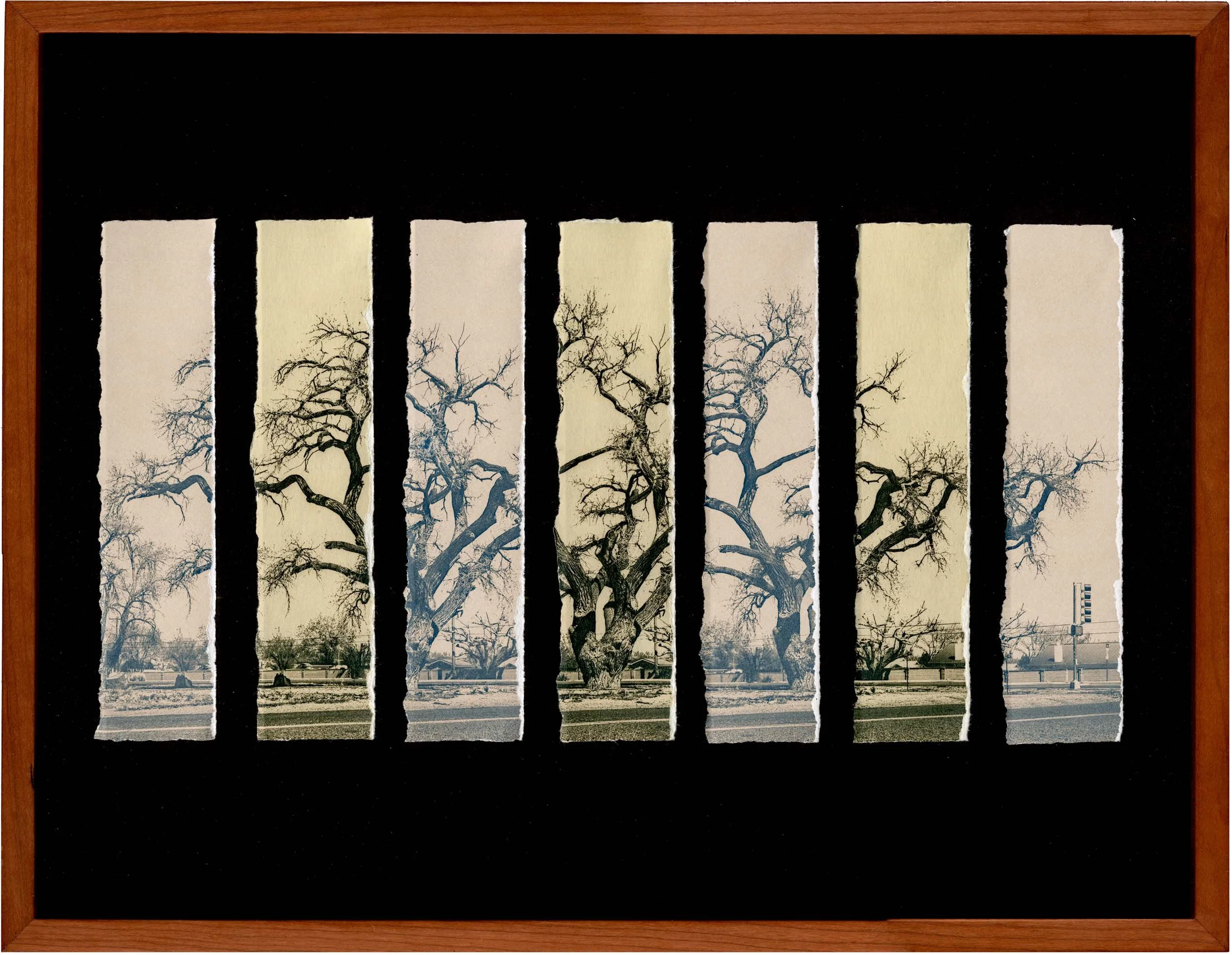 Cottonwood Migrations #03