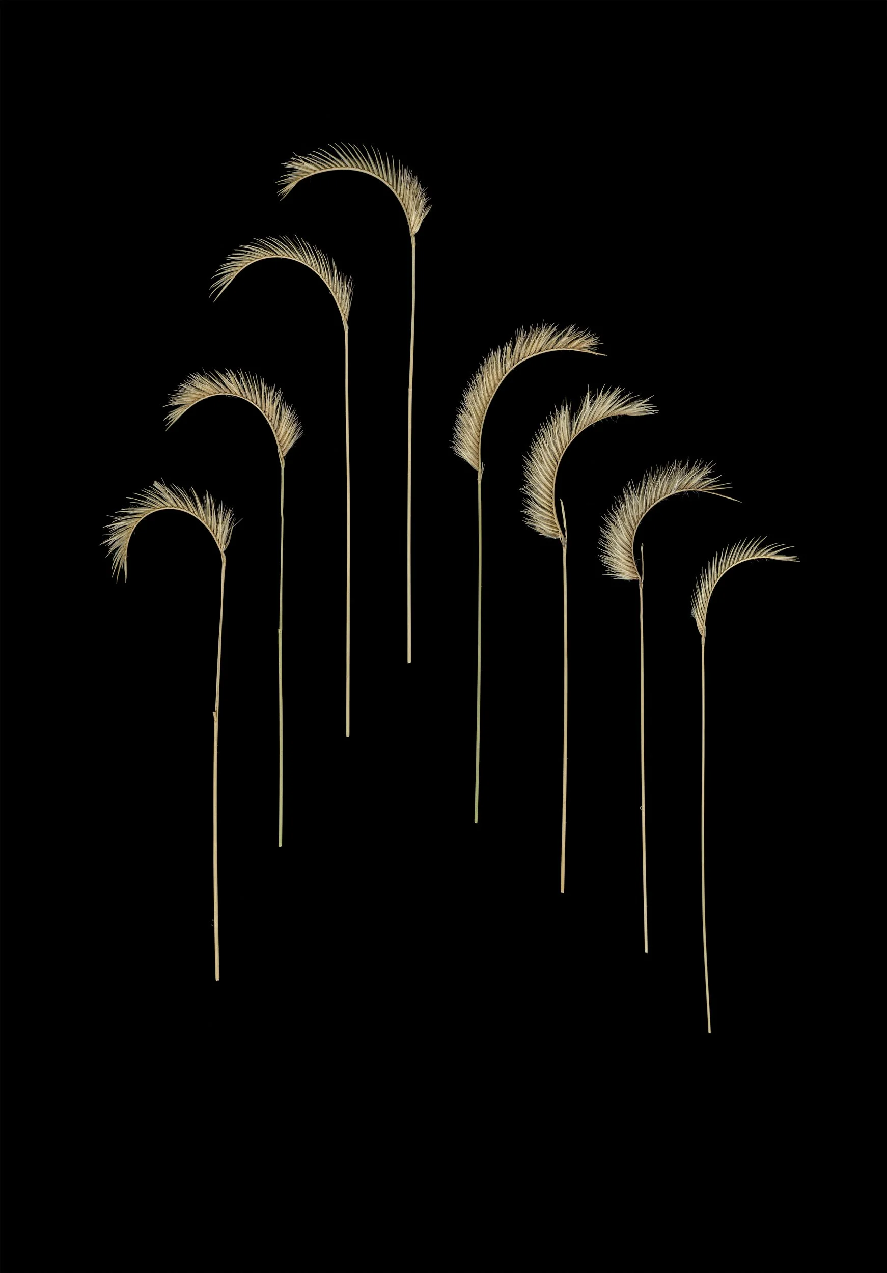 Harp