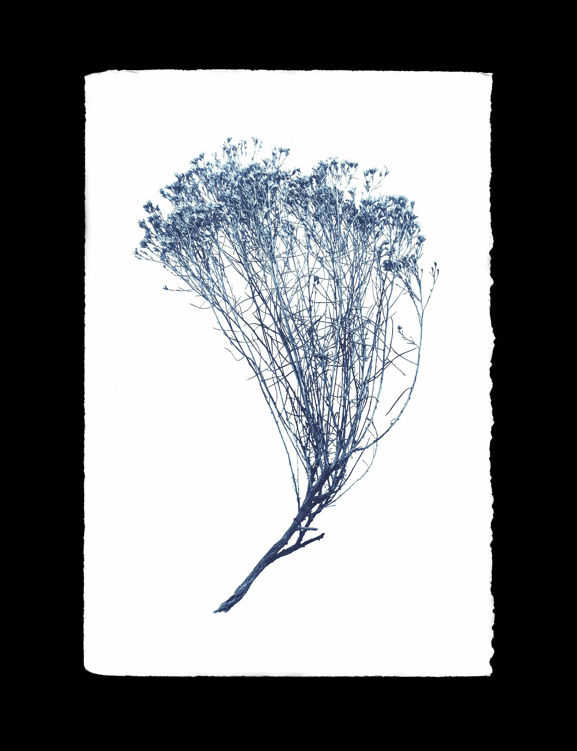 Snakeweed