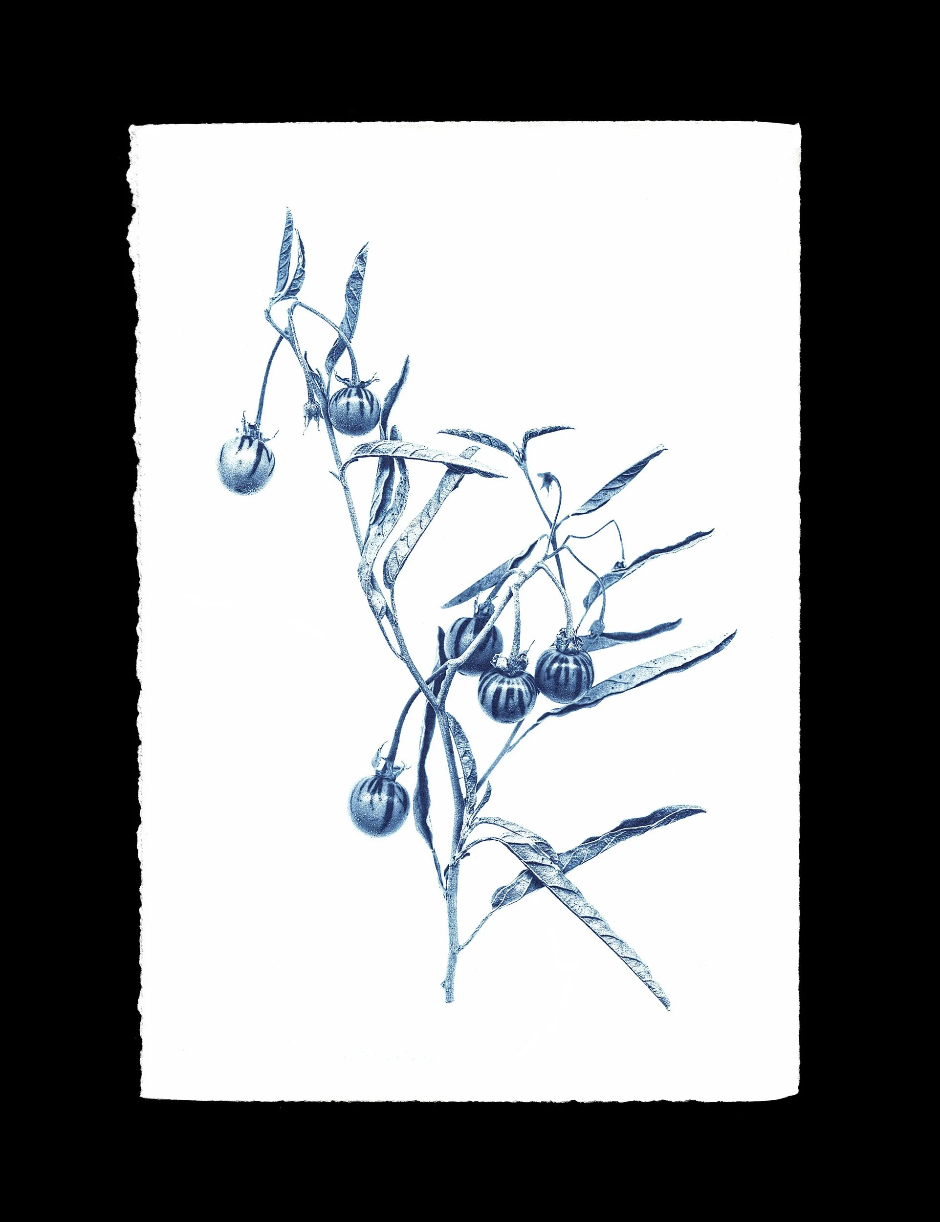 Silverleaf Nightshade