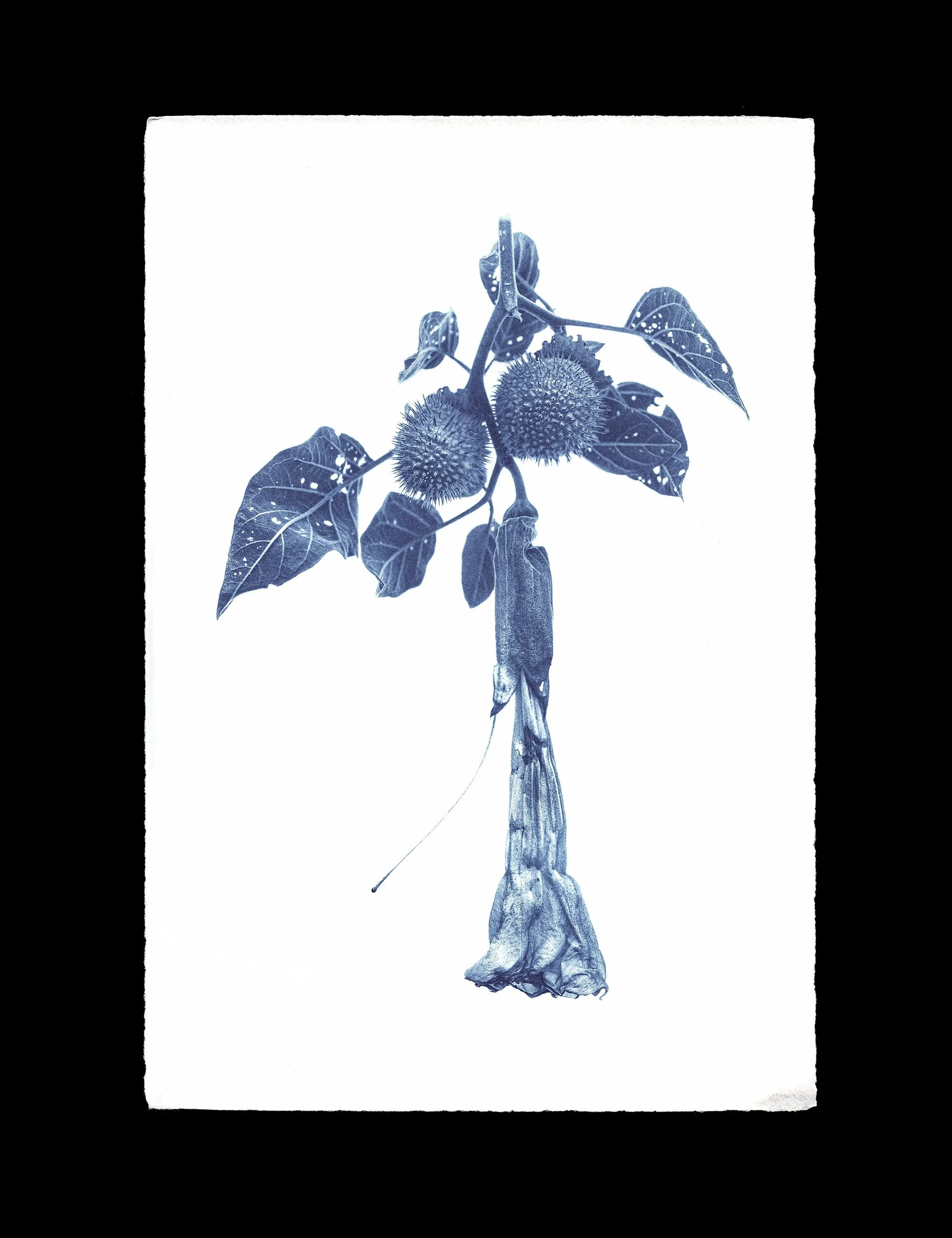 Western Jimsonweed