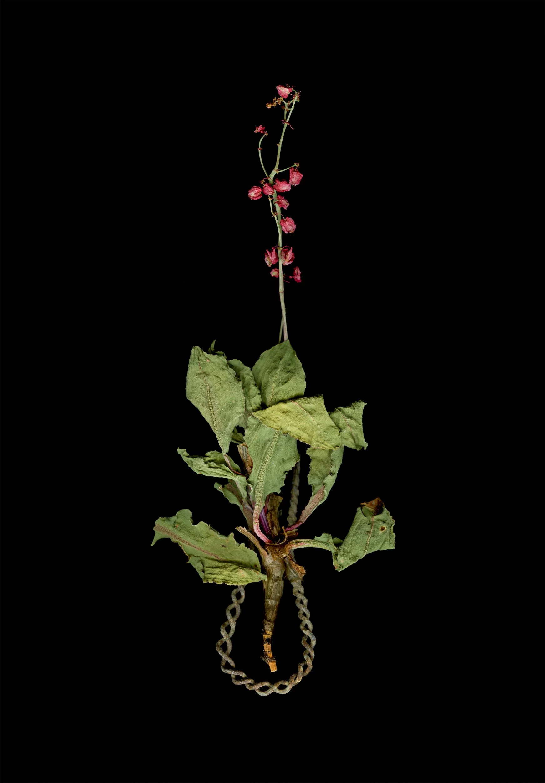 Wild Rhubarb
