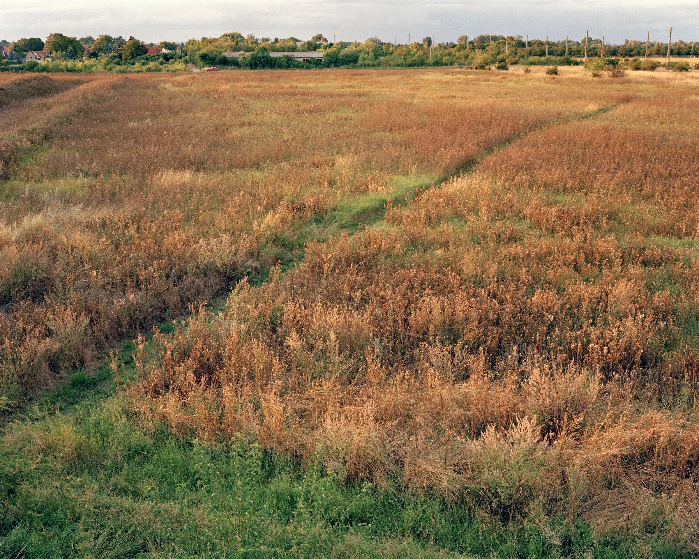 Ein weites Feld mit hohen, goldbraunen Gräsern und einigen grün bewachsenen Stellen im Vordergrund, in der Ferne im Hintergrund eine kleine Siedlung mit Häusern und Bäumen, unter einem bewölkten Himmel.